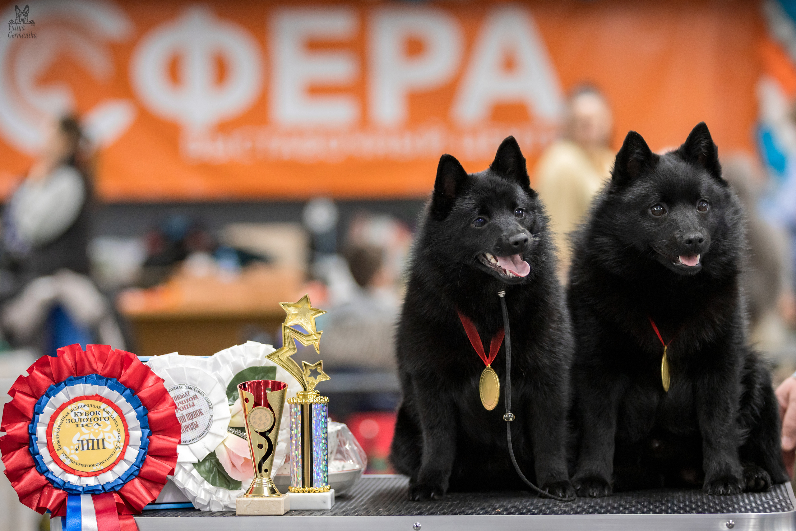 Сфера 25-26.03.2023. Фотограф-анималист Юлия Германика