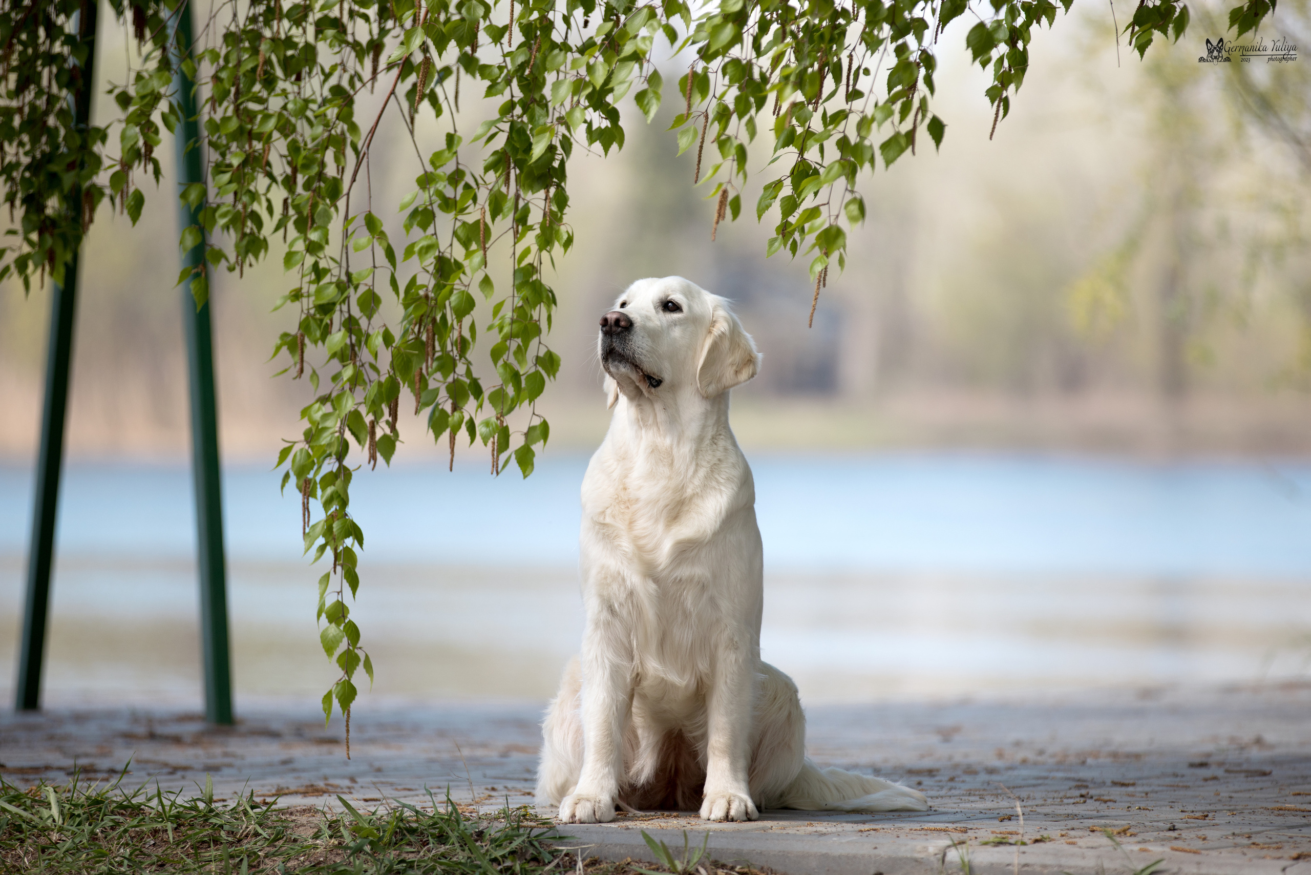 Голдены Саратов 24.04.2023. Фотограф-анималист Юлия Германика
