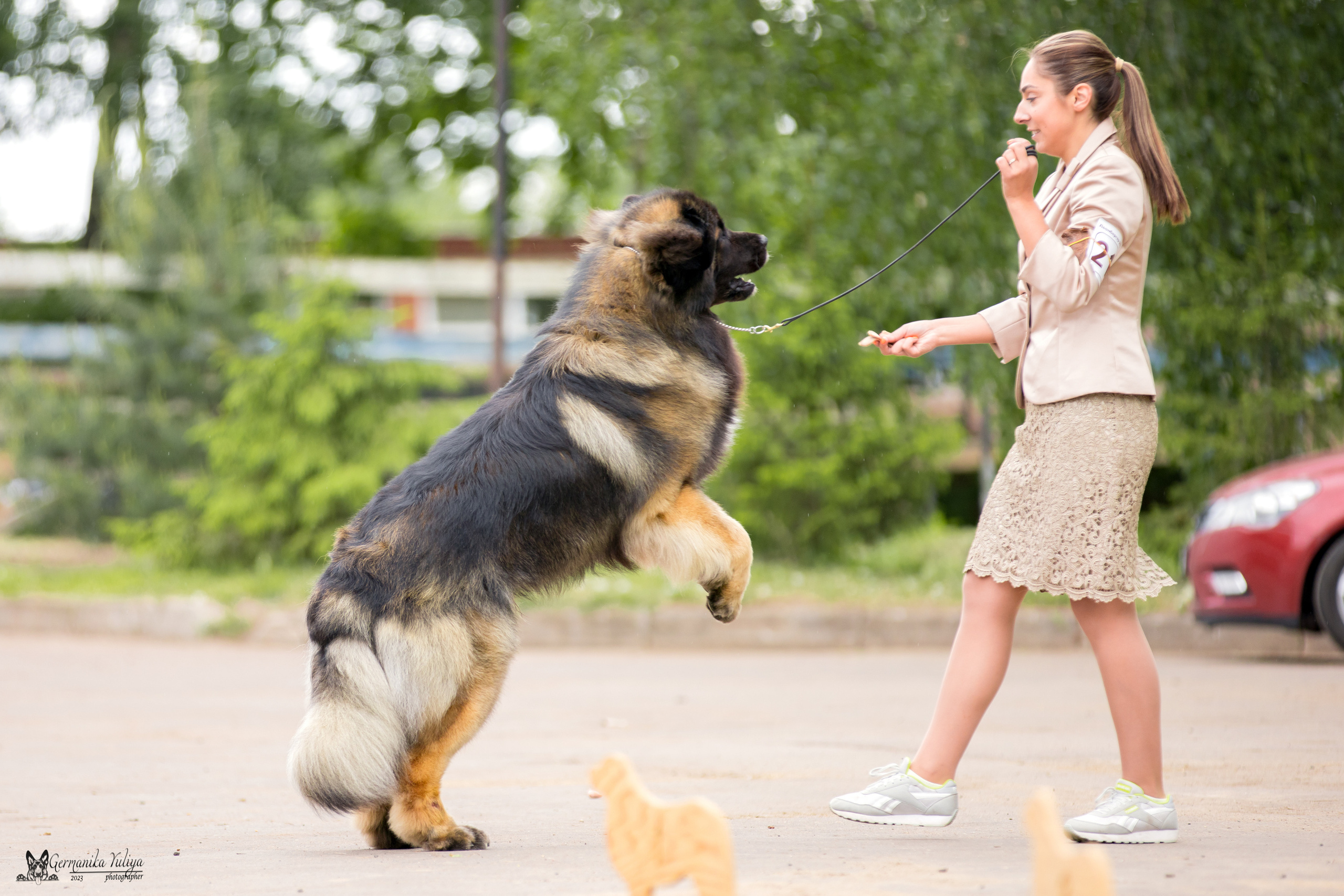 Националка Леонбергеров 28.05.2023. Фотограф-анималист Юлия Германика