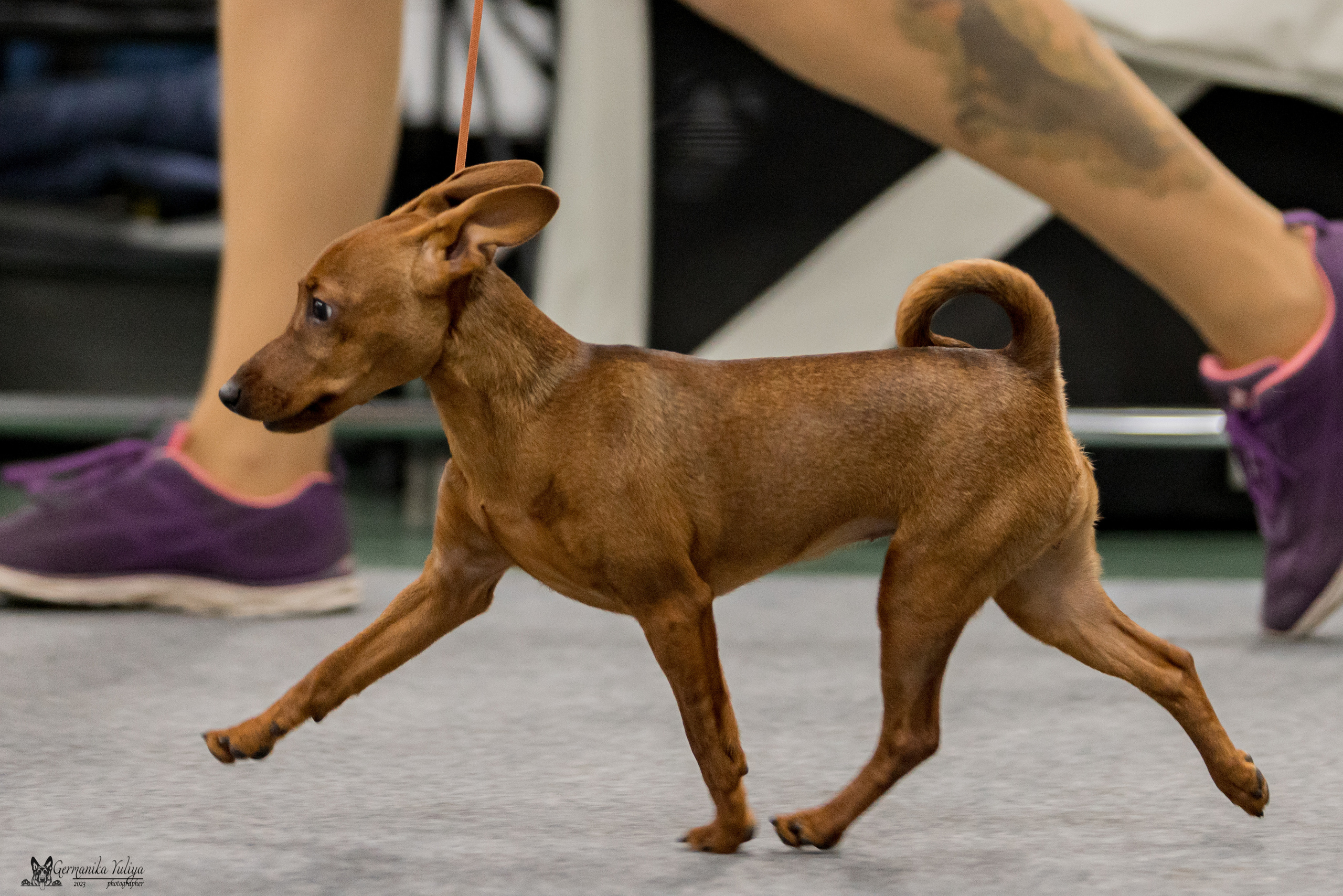 Сфера+МД 8-9.04.2023. Фотограф-анималист Юлия Германика