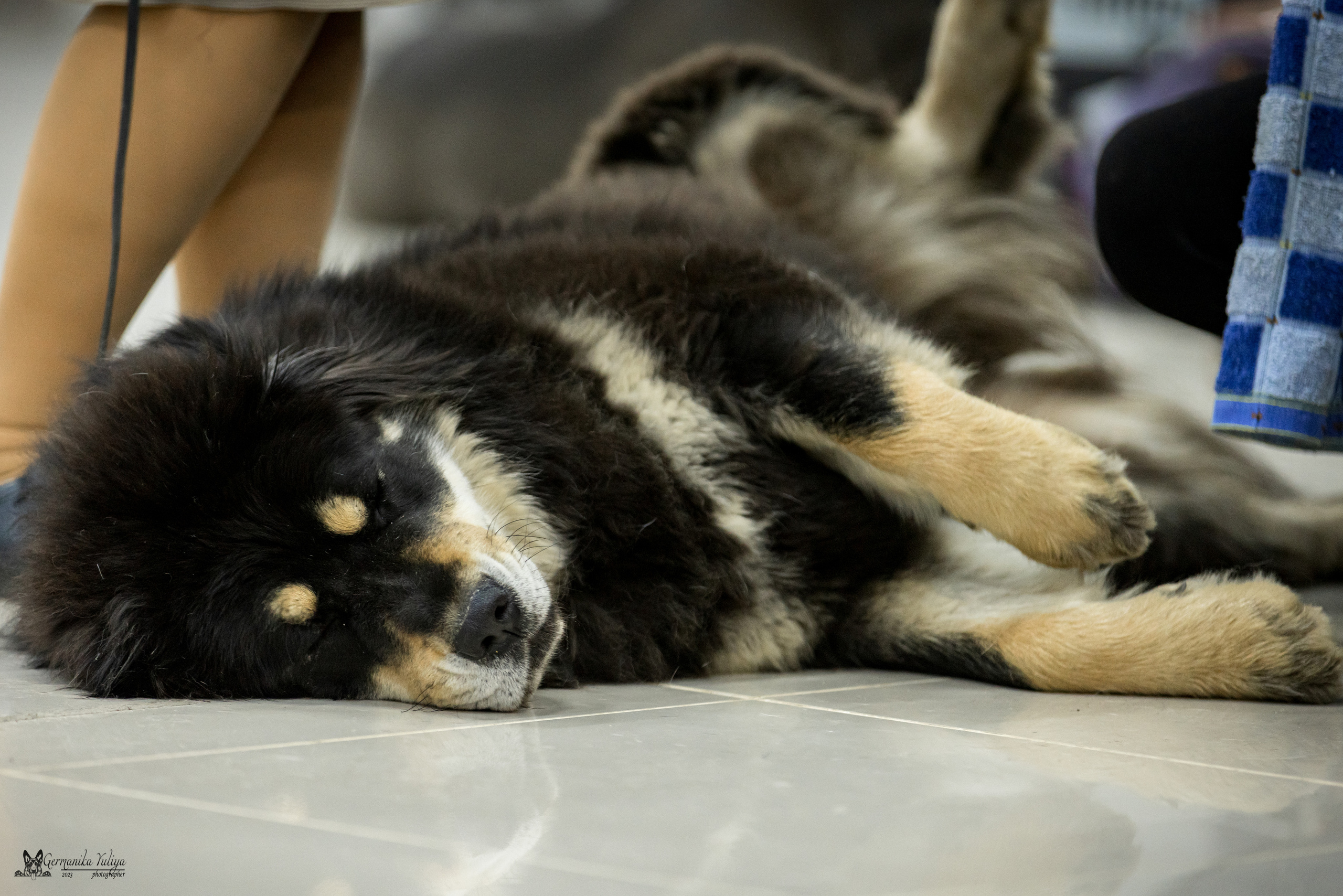 Сфера+МД 8-9.04.2023. Фотограф-анималист Юлия Германика