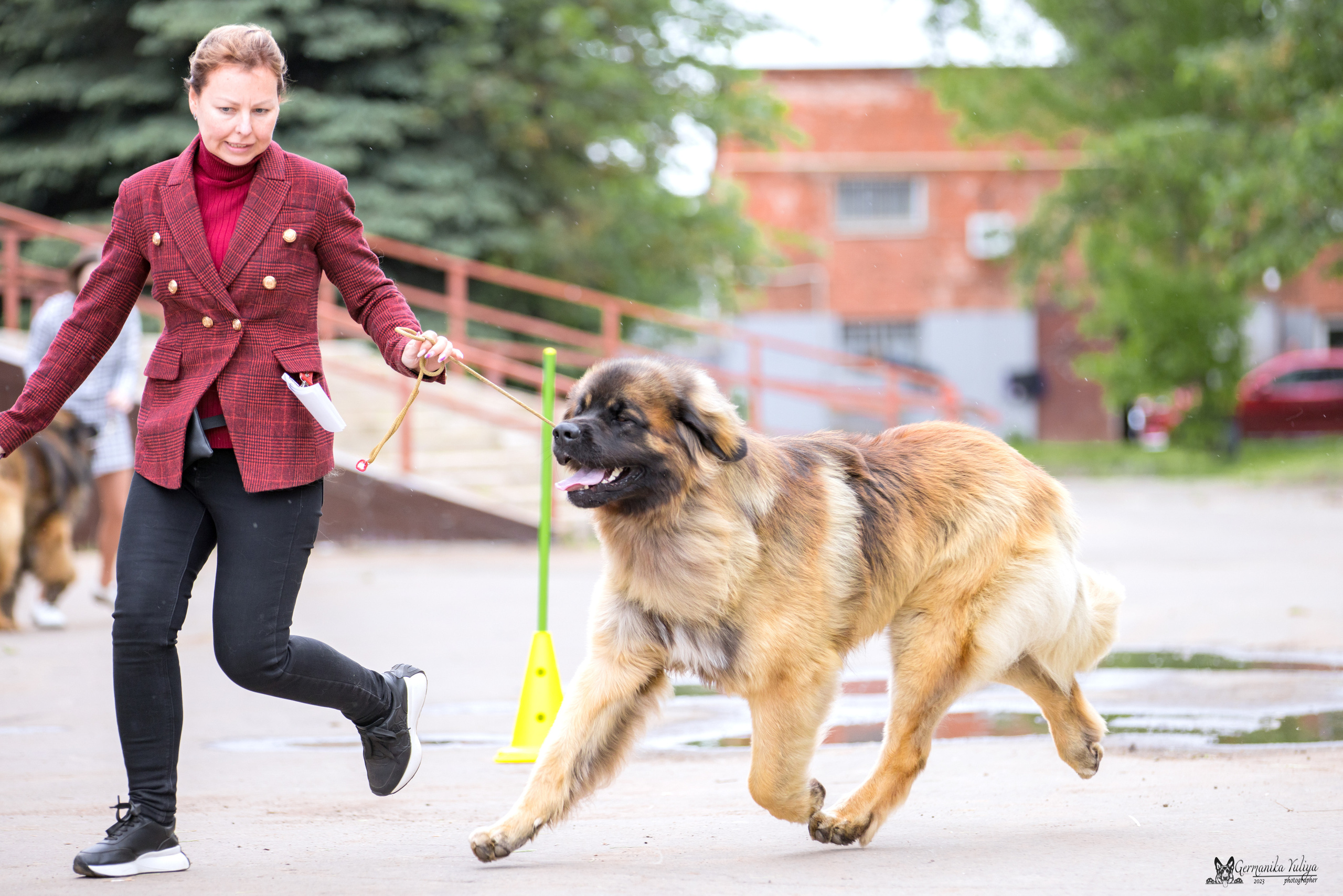 Националка Леонбергеров 28.05.2023. Фотограф-анималист Юлия Германика