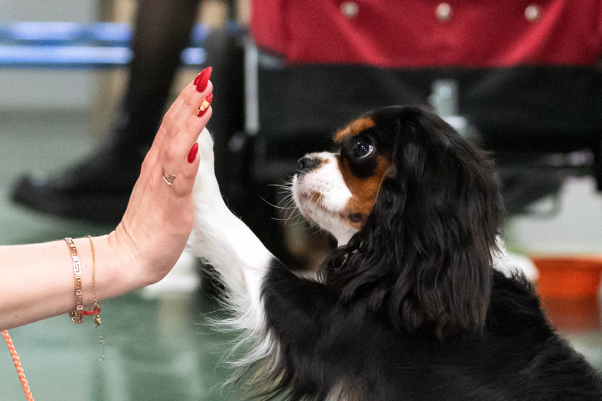 Сфера 25-26.03.2023. Фотограф-анималист Юлия Германика