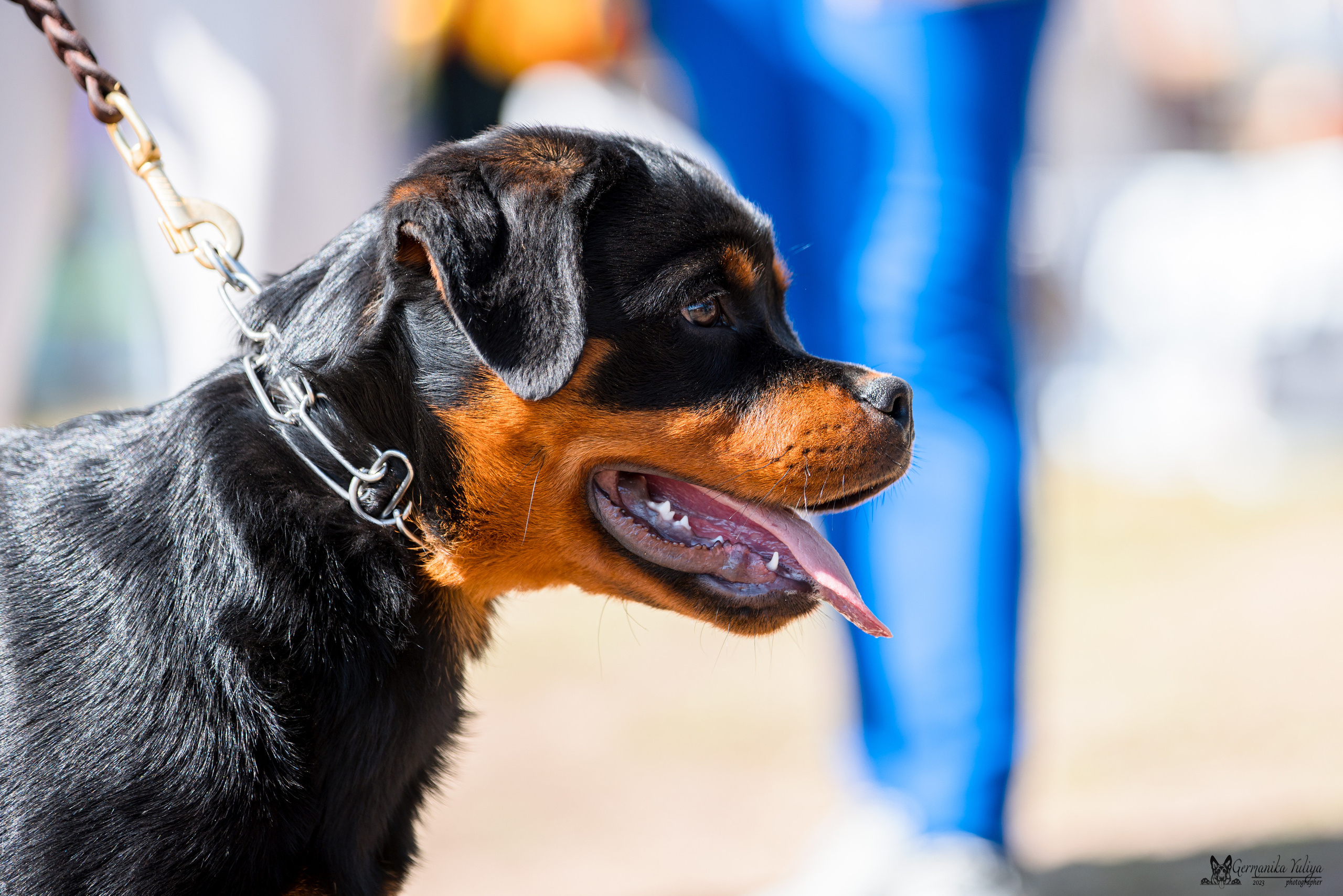 Саратов 2хмоно ротвейлеров 22-23.04.2023. Фотограф-анималист Юлия Германика