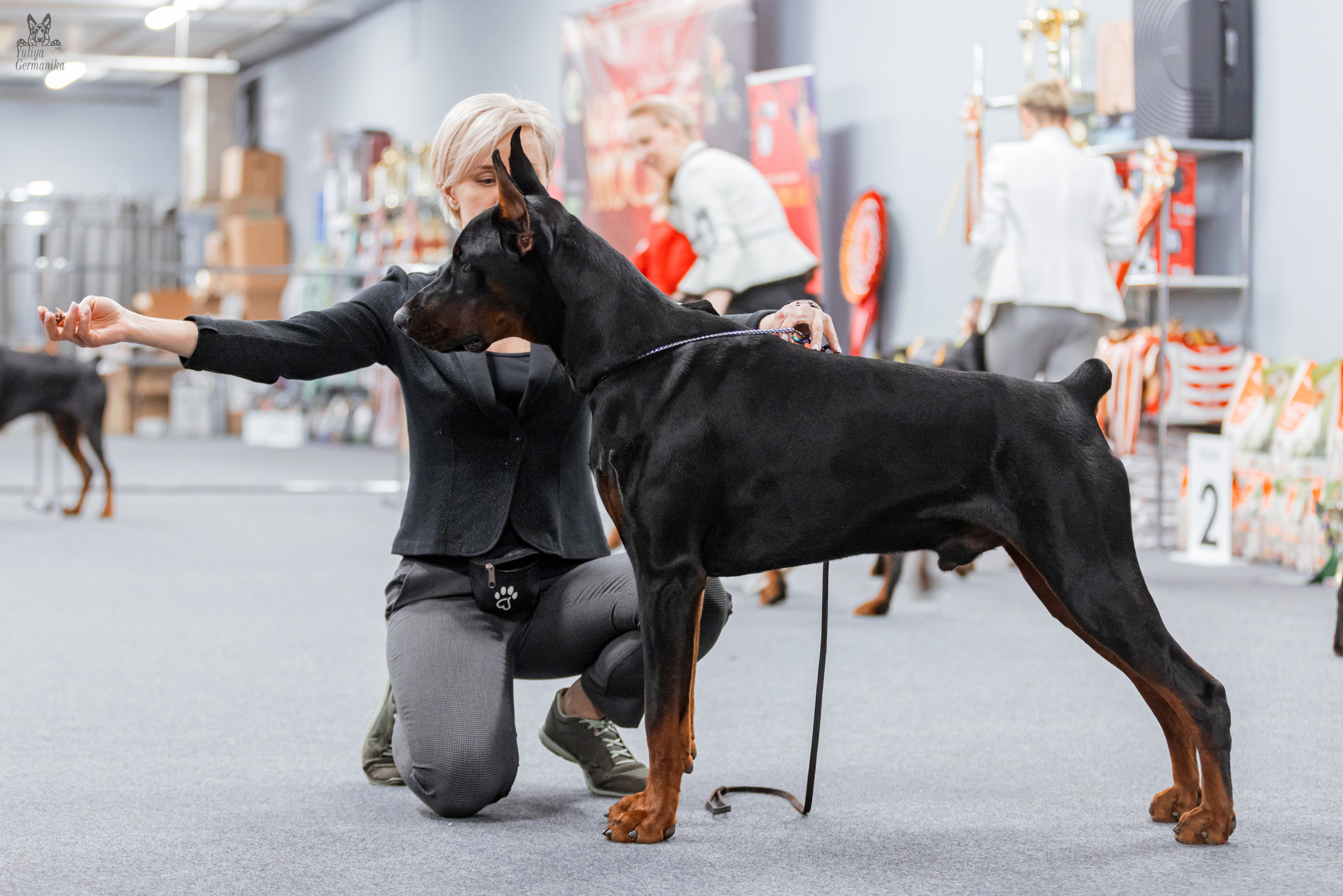 Сфера+доберманы 02.04.2023. Фотограф-анималист Юлия Германика