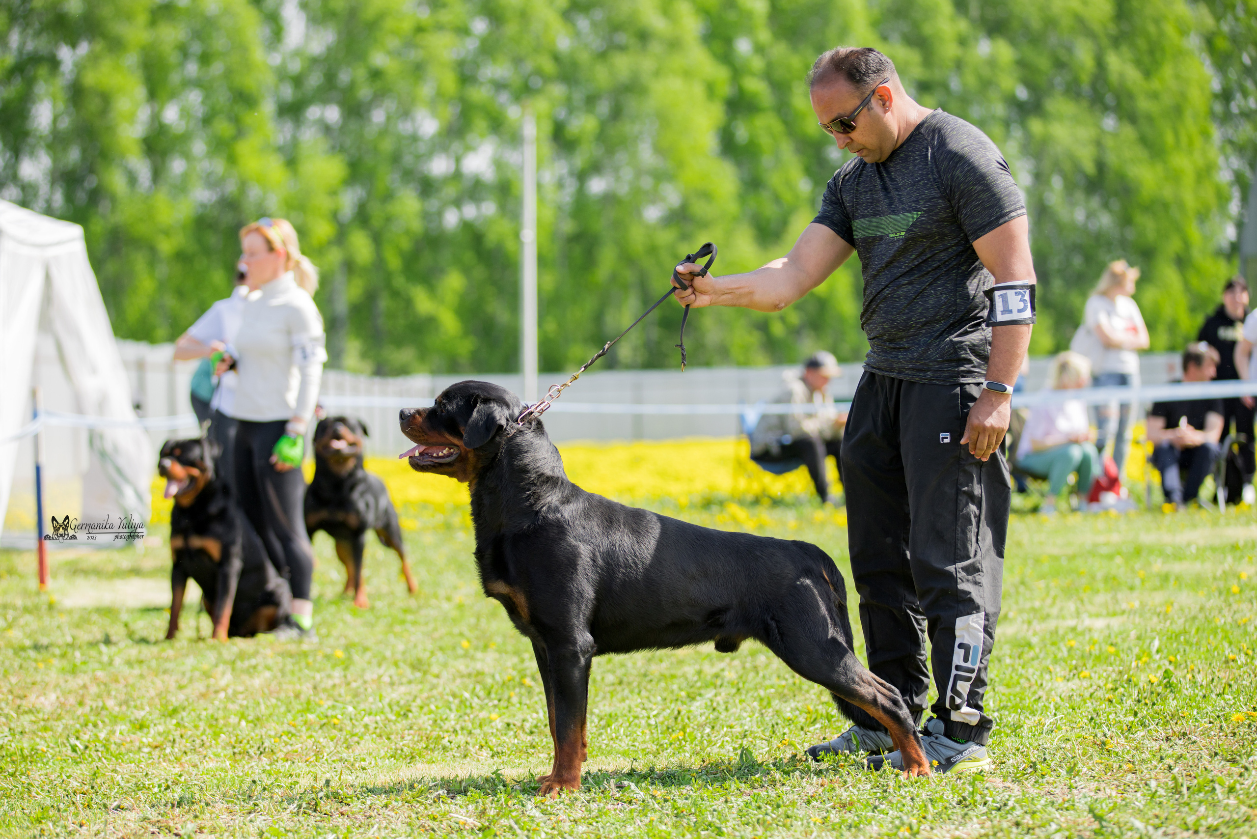 Нижний Новгород моно ротвейлеров 13.05.2023. Фотограф-анималист Юлия Германика