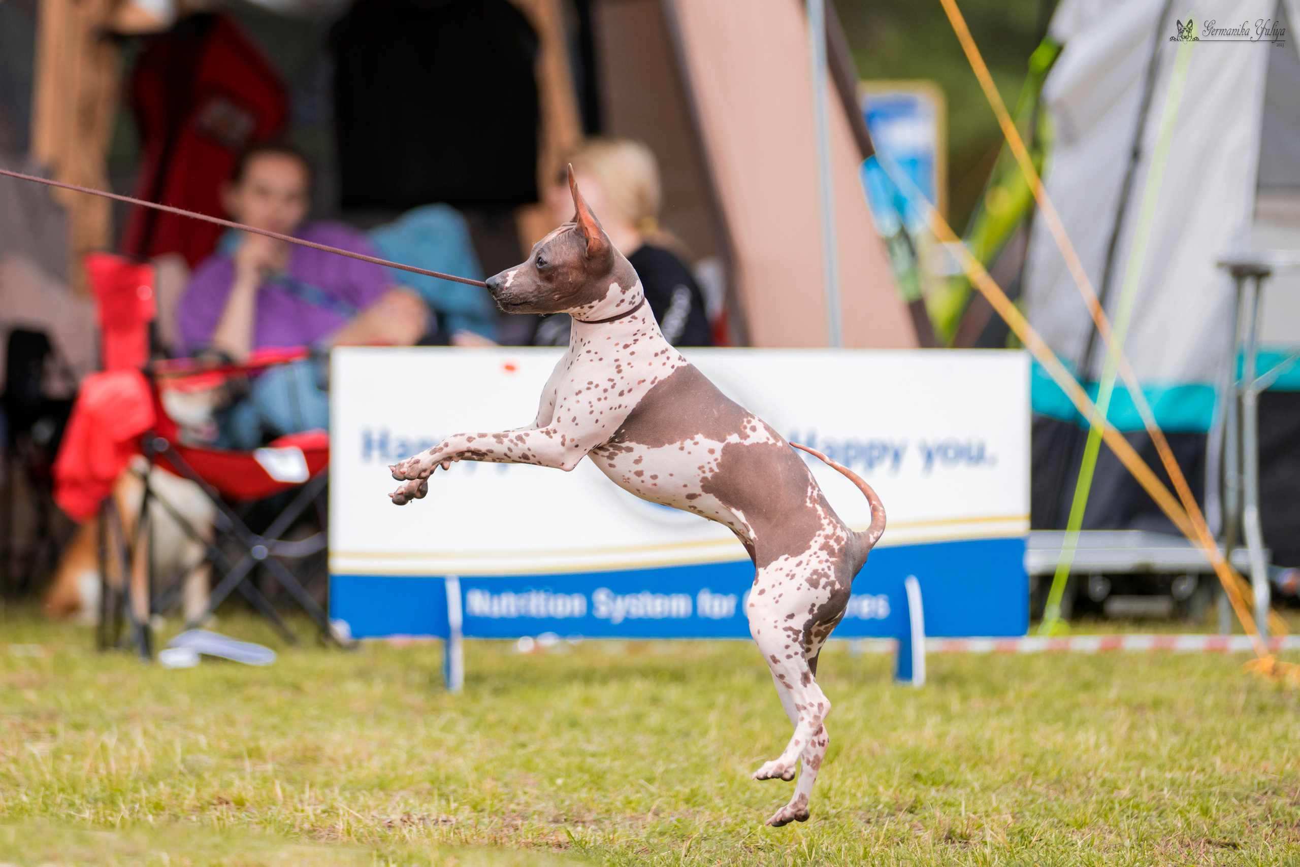 Владимир 1-2.07.2023. Фотограф-анималист Юлия Германика