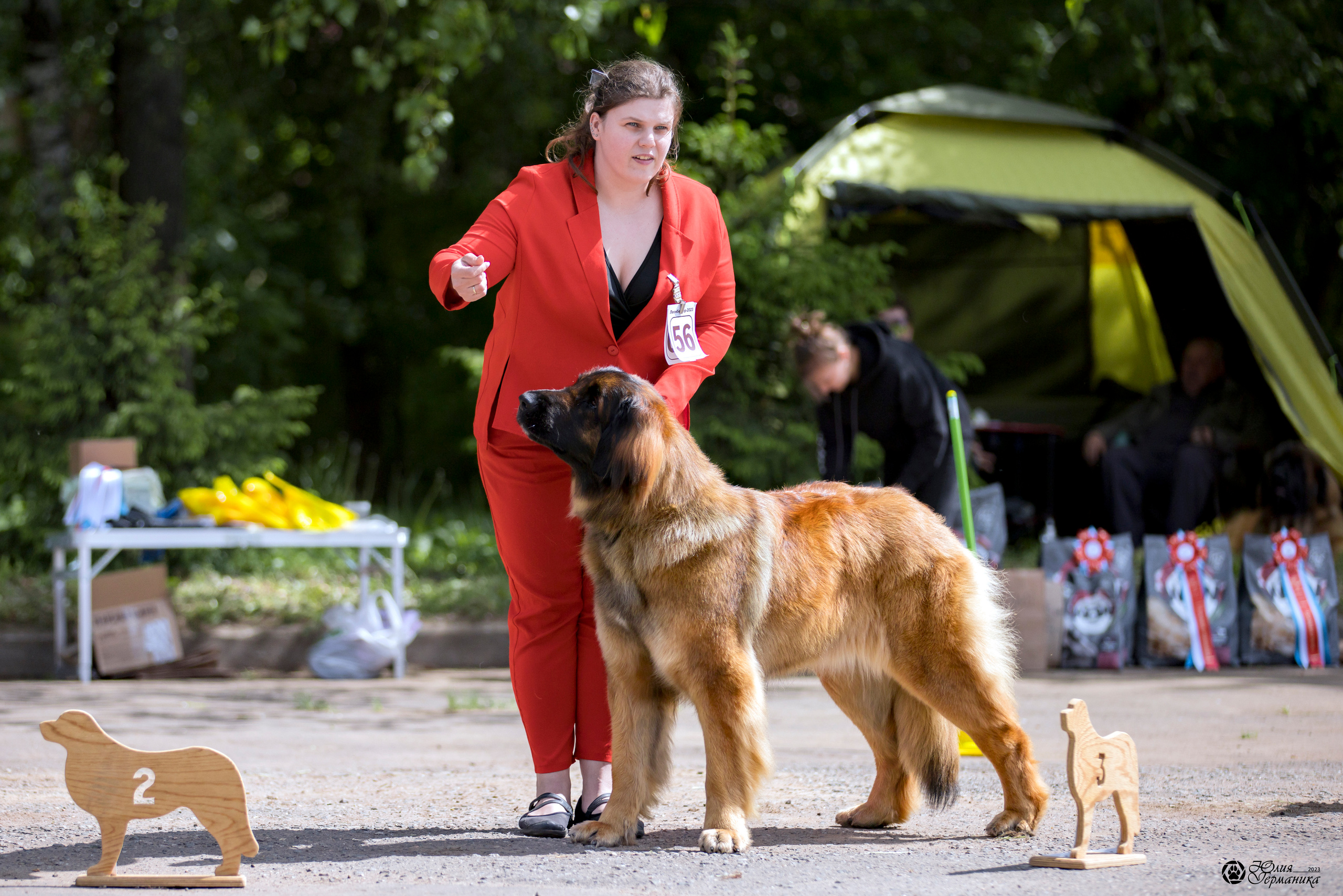 Националка Леонбергеров 28.05.2023. Фотограф-анималист Юлия Германика