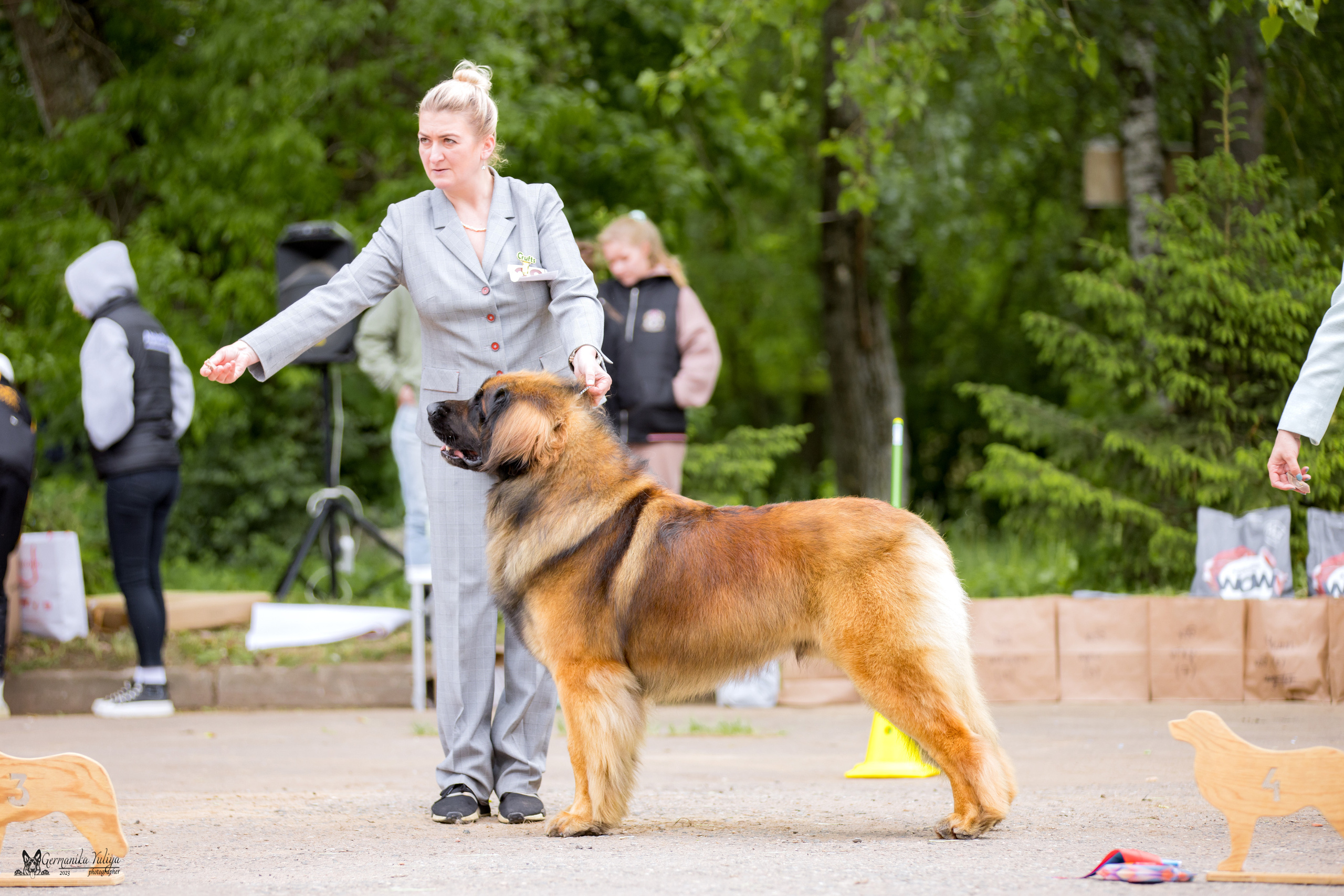 Националка Леонбергеров 28.05.2023. Фотограф-анималист Юлия Германика