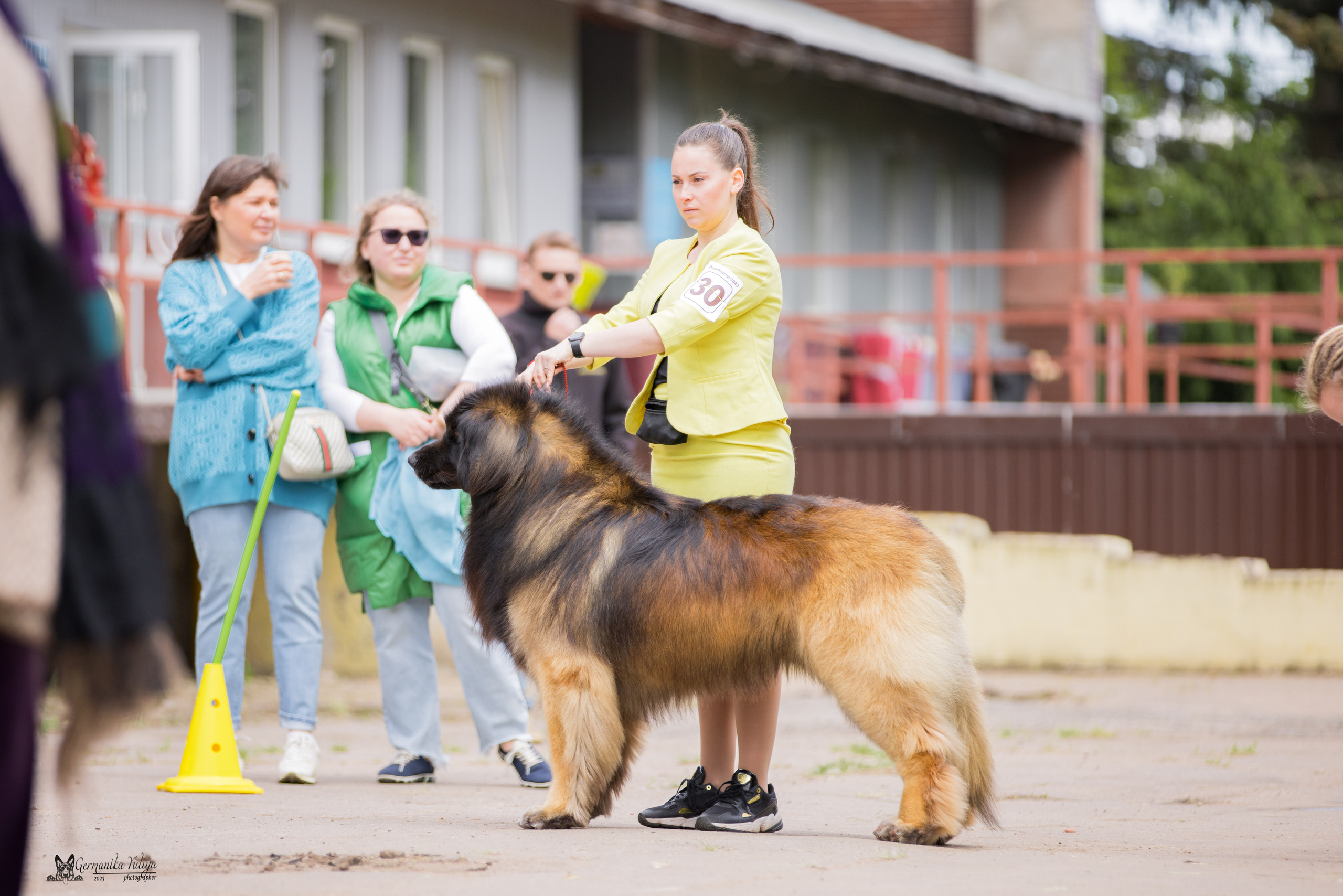 Националка Леонбергеров 28.05.2023. Фотограф-анималист Юлия Германика