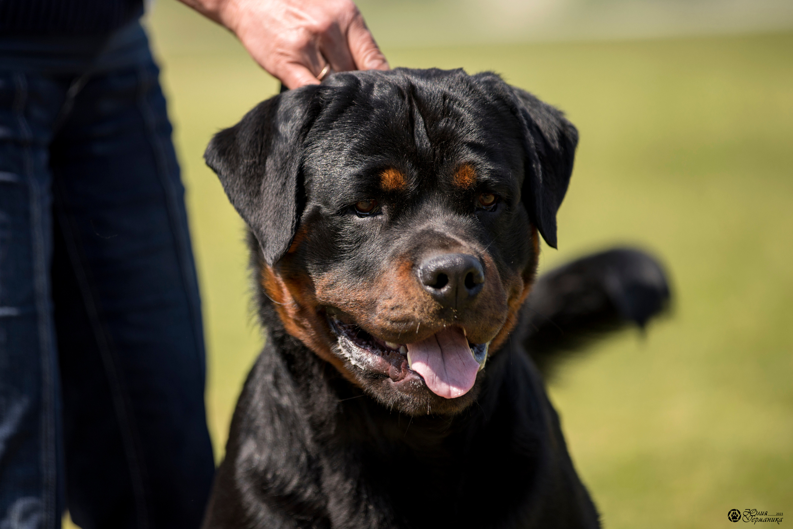Воронеж 2хмоно ротвейлеров 3-4.06.2023. Фотограф-анималист Юлия Германика
