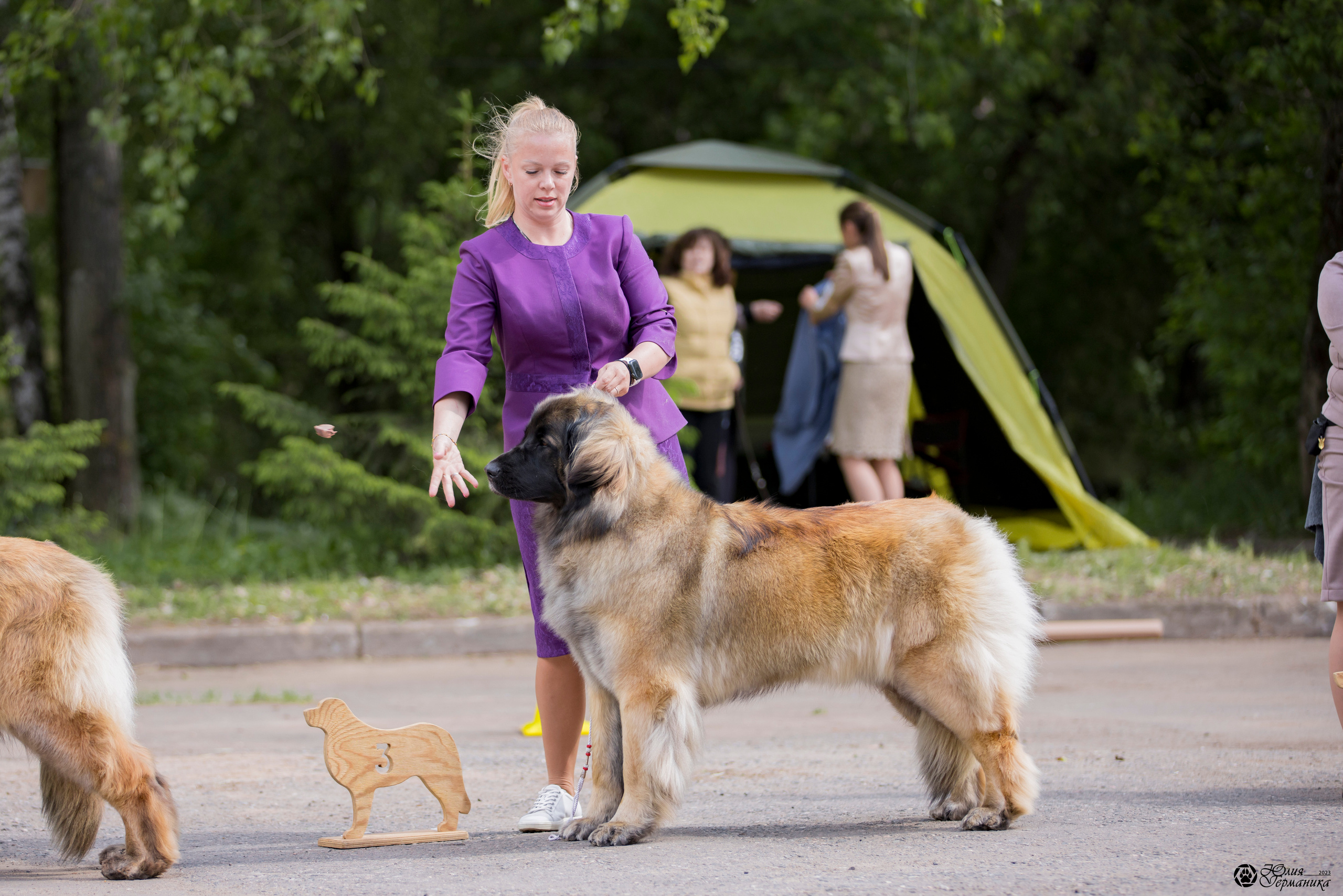 Националка Леонбергеров 28.05.2023. Фотограф-анималист Юлия Германика
