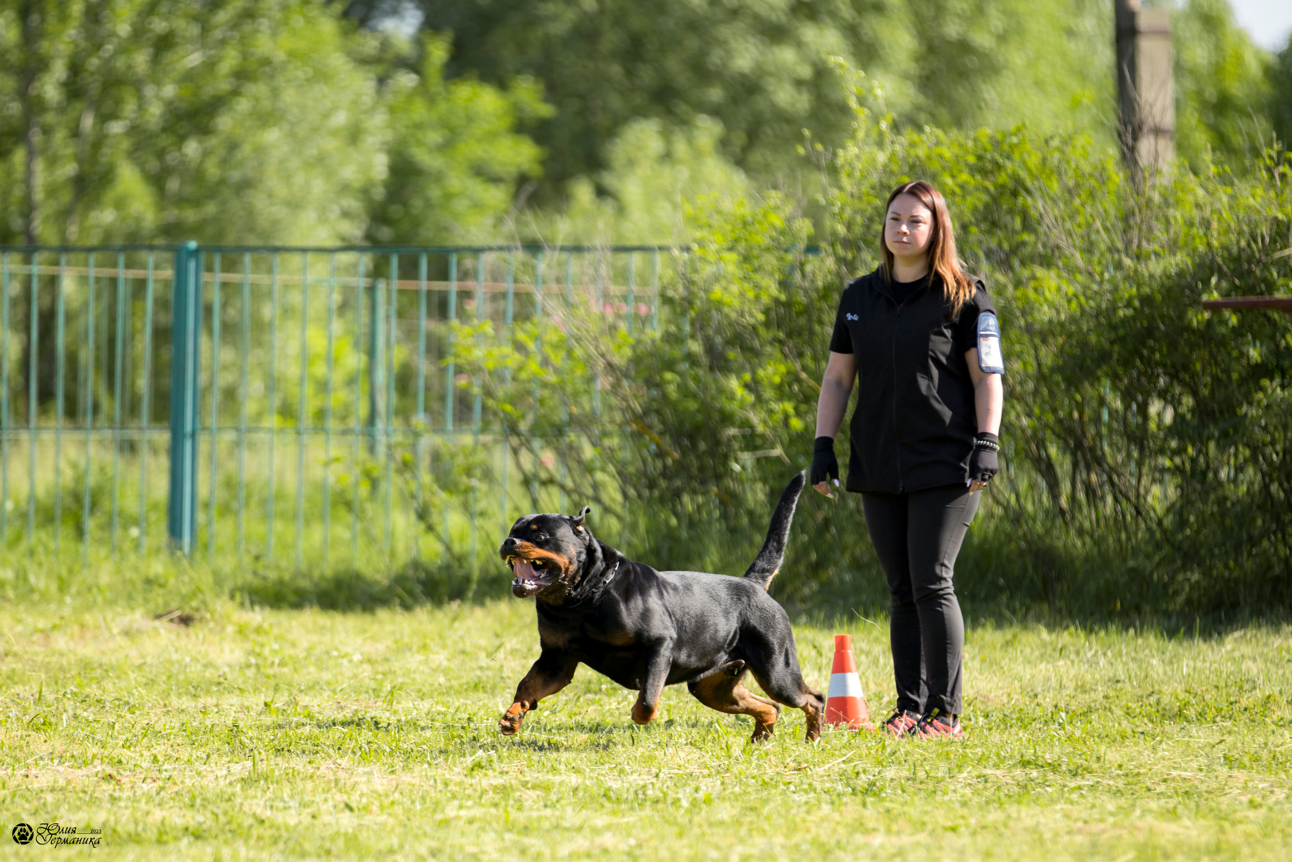 Воронеж 2хмоно ротвейлеров 3-4.06.2023. Фотограф-анималист Юлия Германика