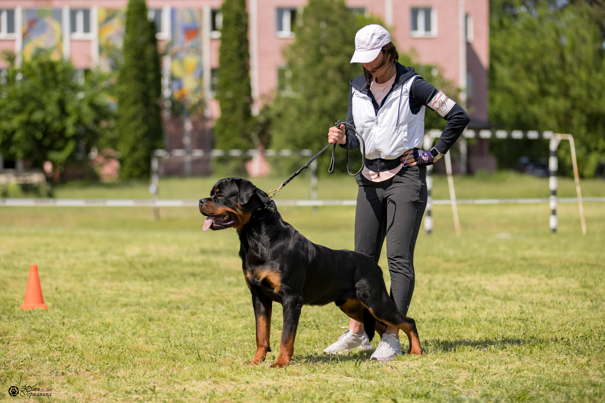 Воронеж 2хмоно ротвейлеров 3-4.06.2023. Фотограф-анималист Юлия Германика