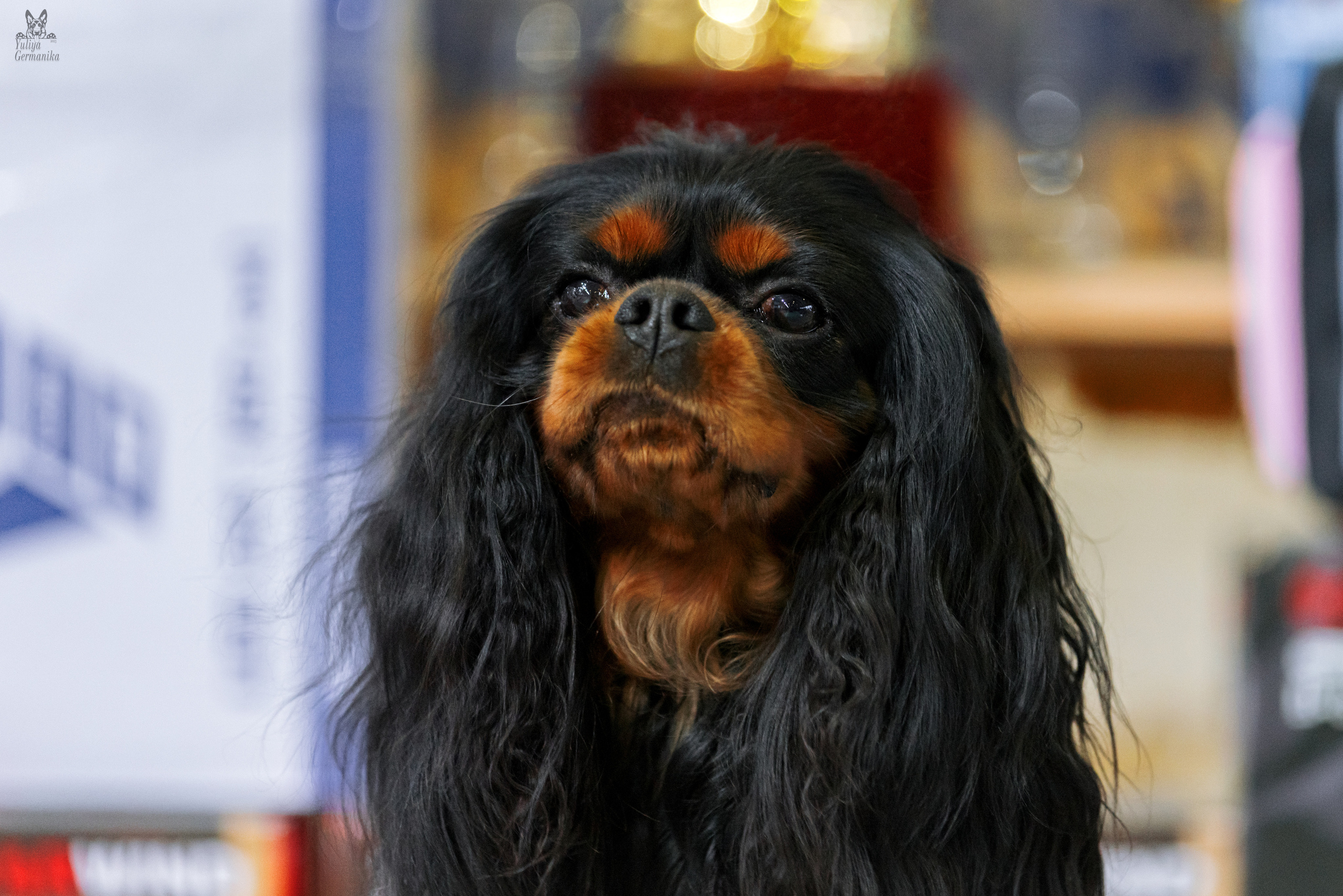 Тверь 01.04.2023. Фотограф-анималист Юлия Германика