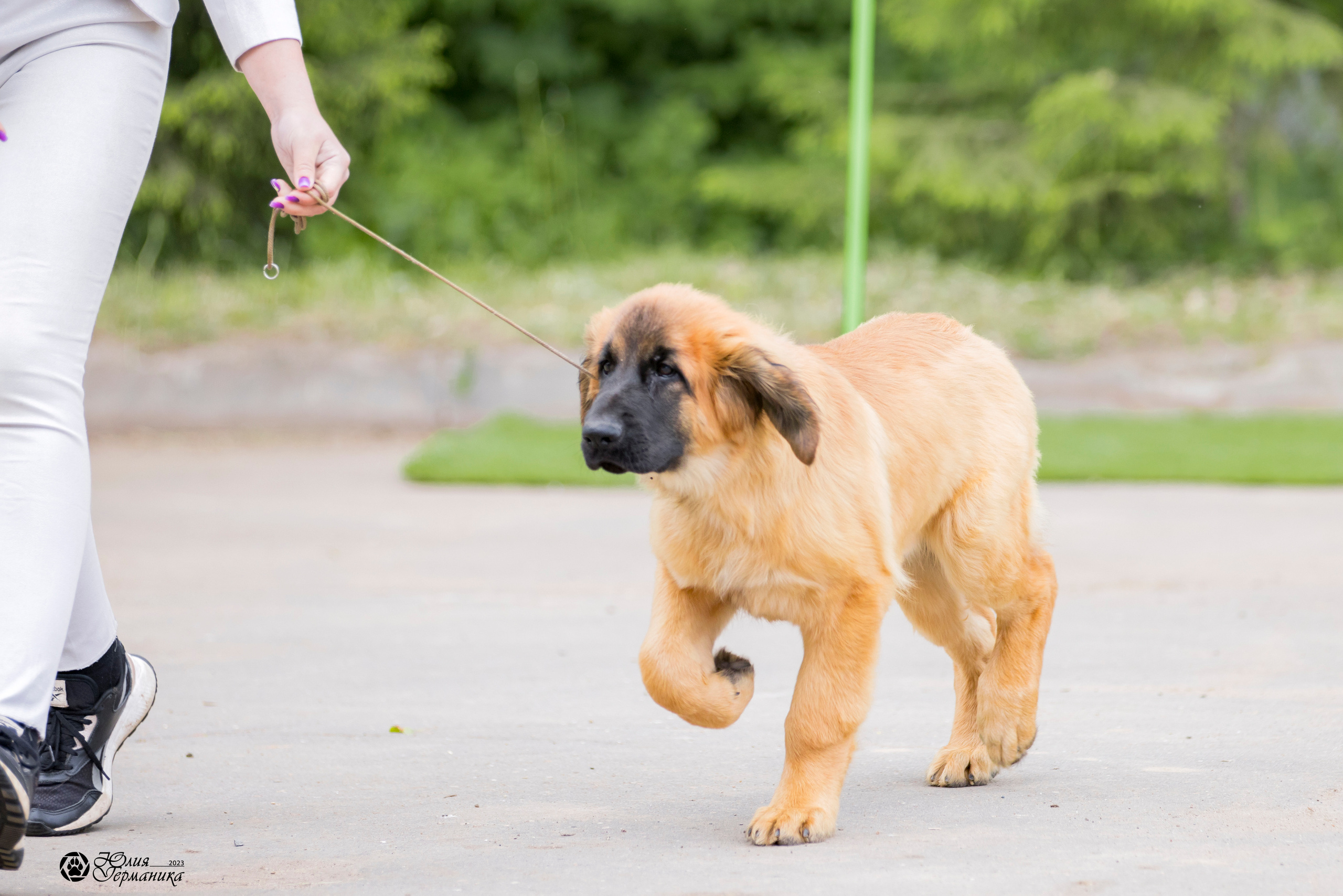 Националка Леонбергеров 28.05.2023. Фотограф-анималист Юлия Германика
