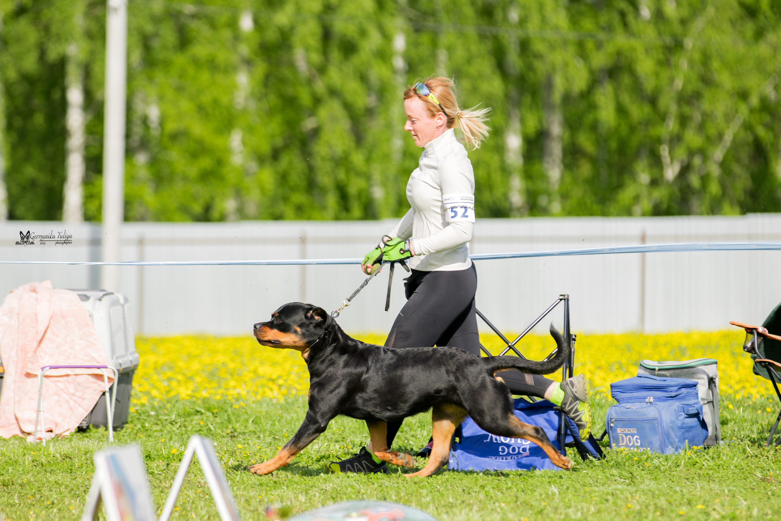 Нижний Новгород моно ротвейлеров 13.05.2023. Фотограф-анималист Юлия Германика