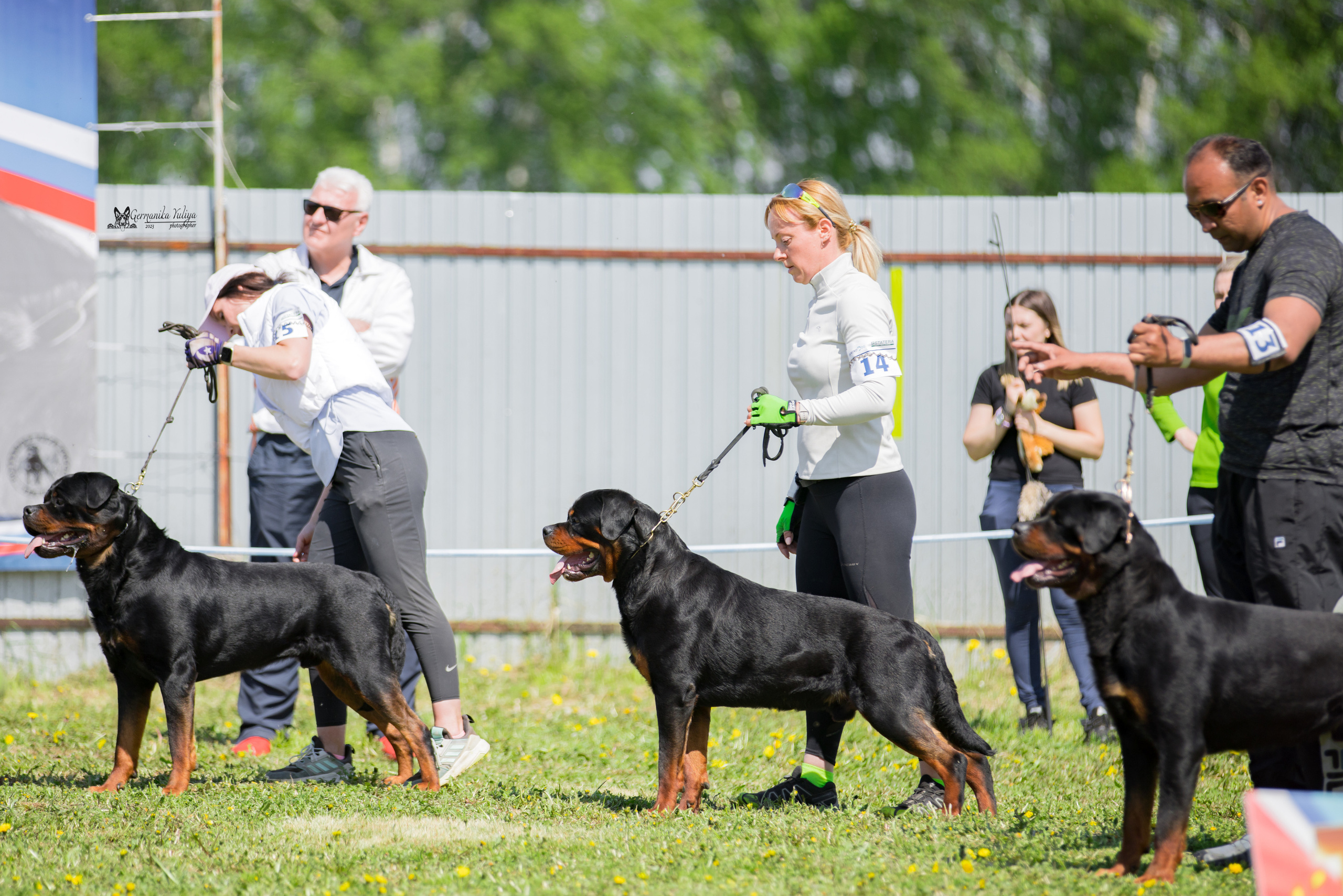 Нижний Новгород моно ротвейлеров 13.05.2023. Фотограф-анималист Юлия Германика