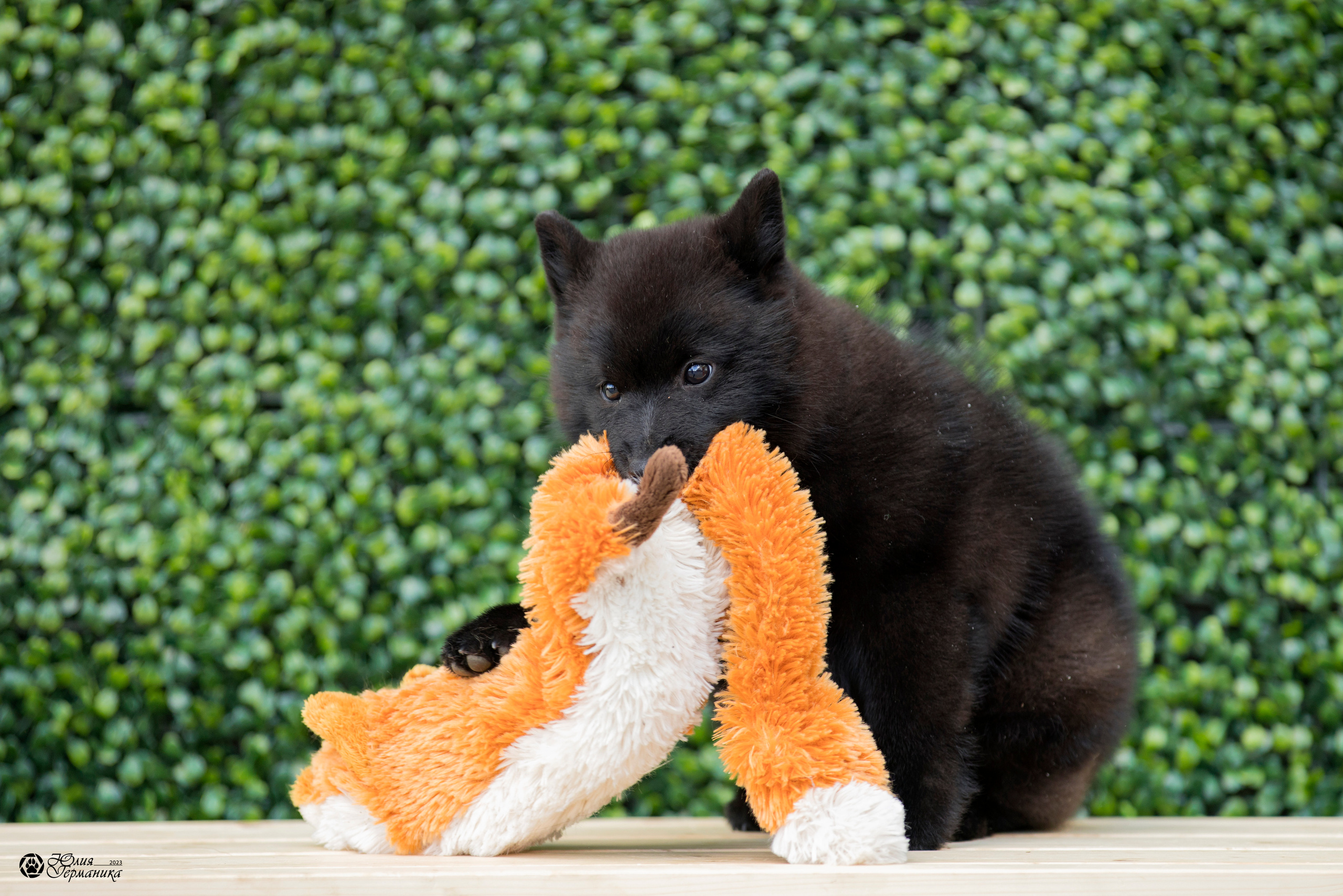 Россия 10-11.06.2023. Фотограф-анималист Юлия Германика