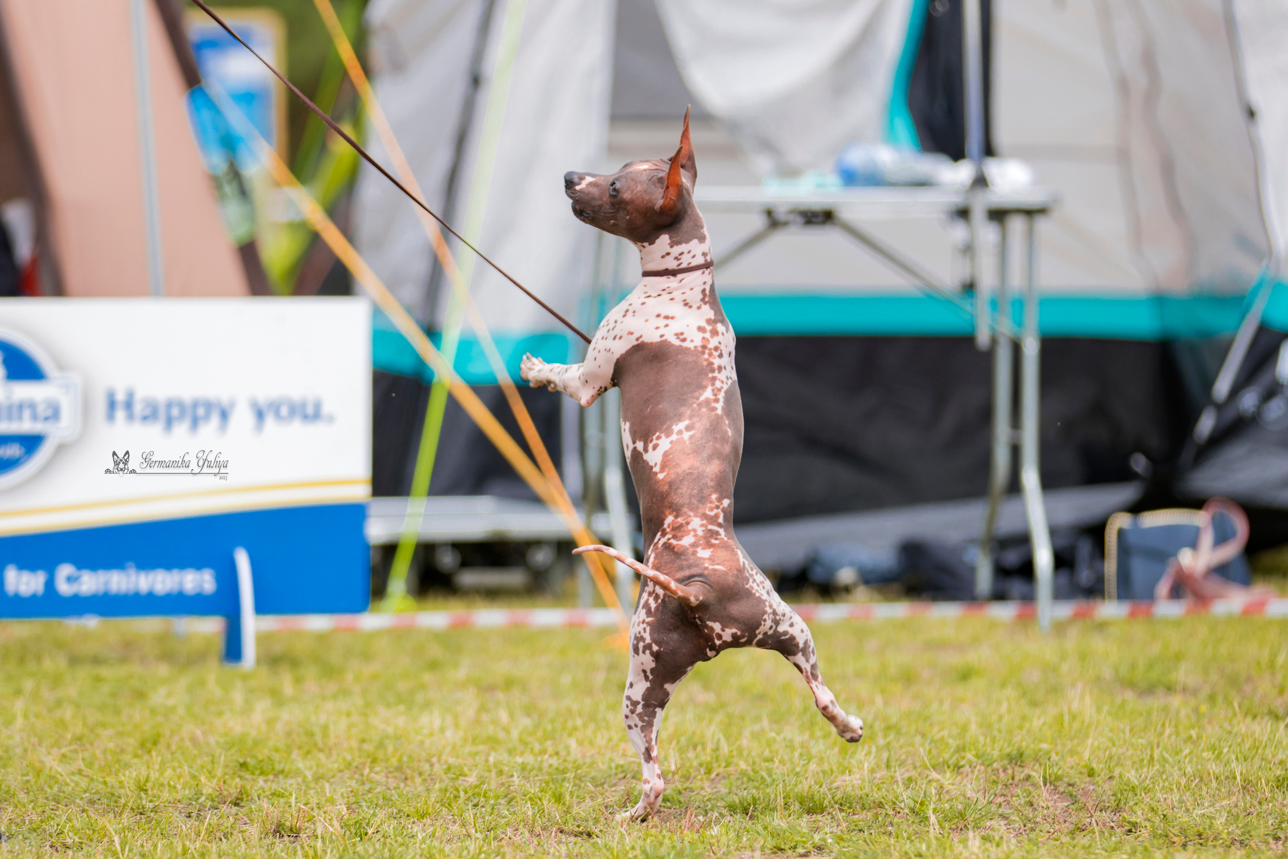 Владимир 1-2.07.2023. Фотограф-анималист Юлия Германика