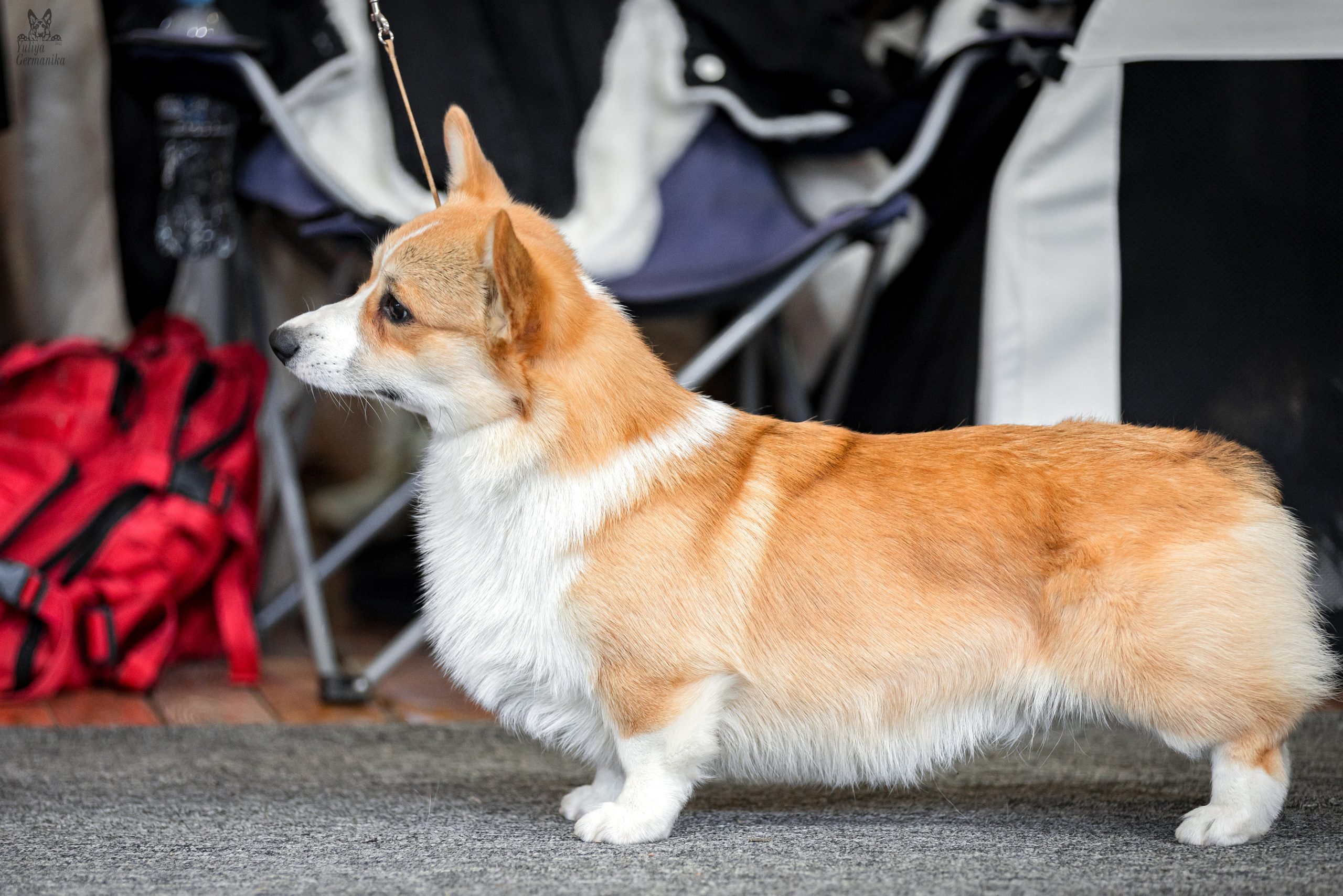 Тверь 01.04.2023. Фотограф-анималист Юлия Германика