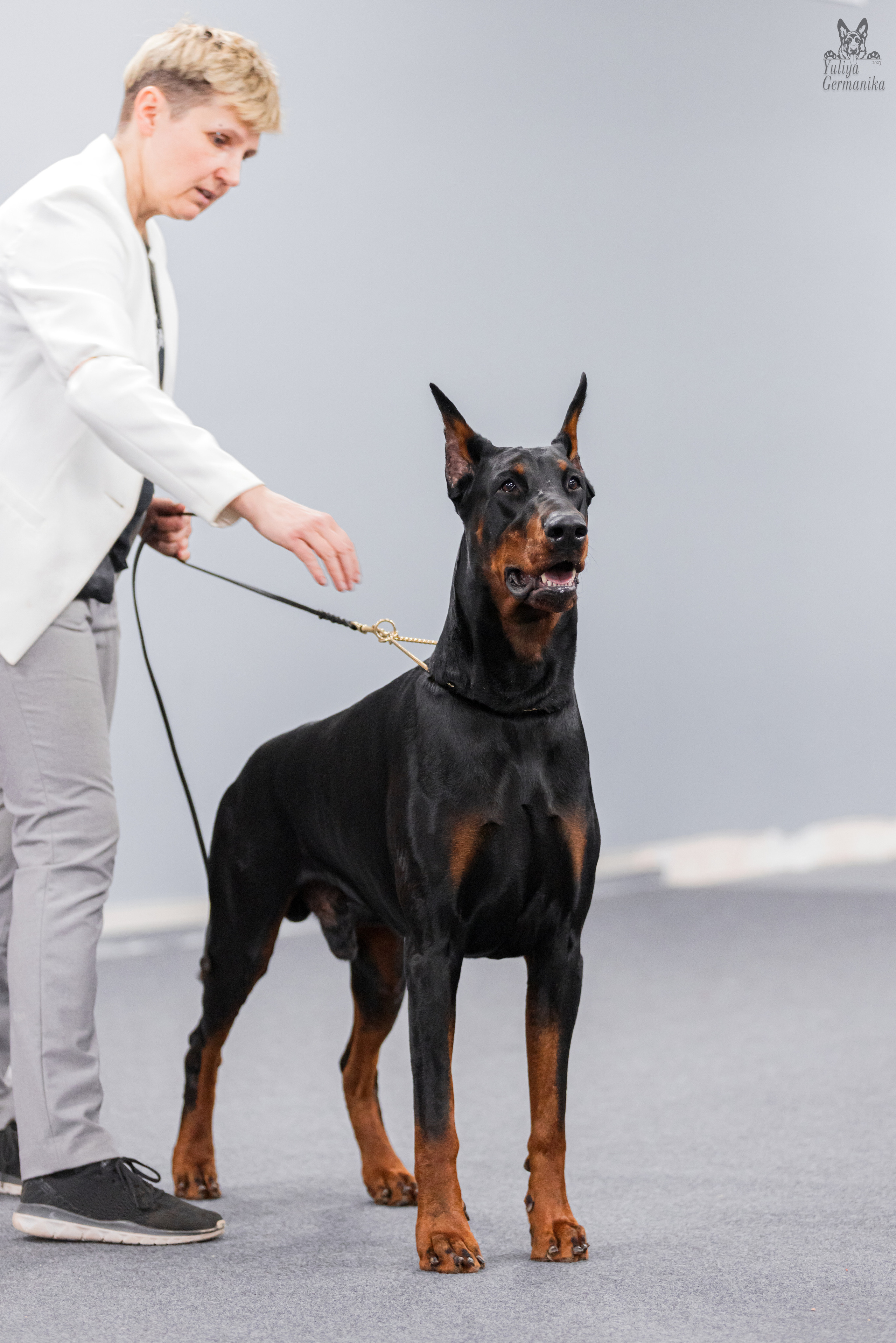Сфера+доберманы 02.04.2023. Фотограф-анималист Юлия Германика