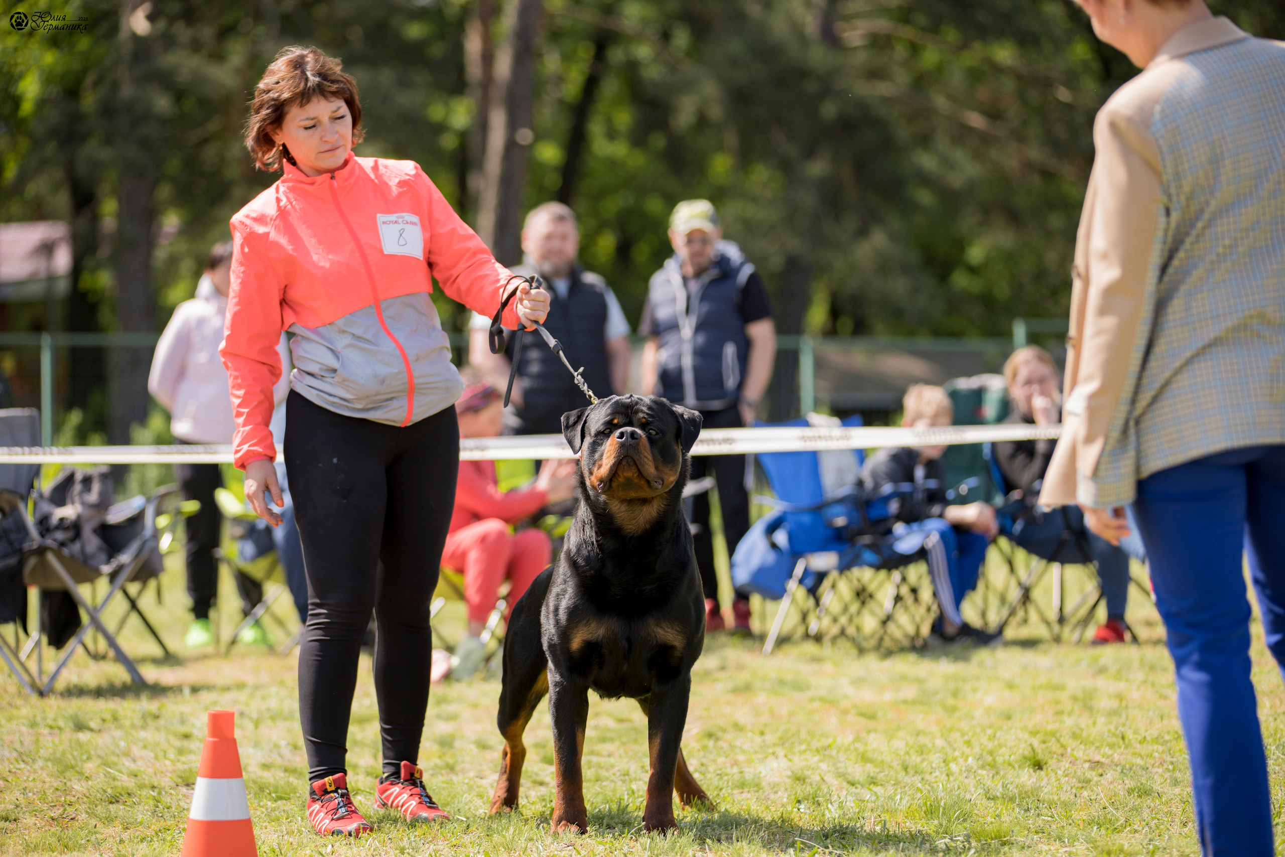 Воронеж 2хмоно ротвейлеров 3-4.06.2023. Фотограф-анималист Юлия Германика