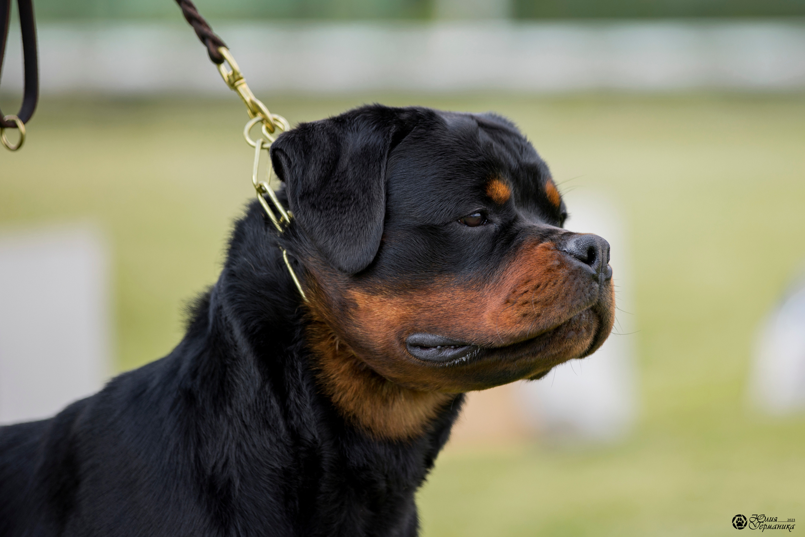 Воронеж 2хмоно ротвейлеров 3-4.06.2023. Фотограф-анималист Юлия Германика