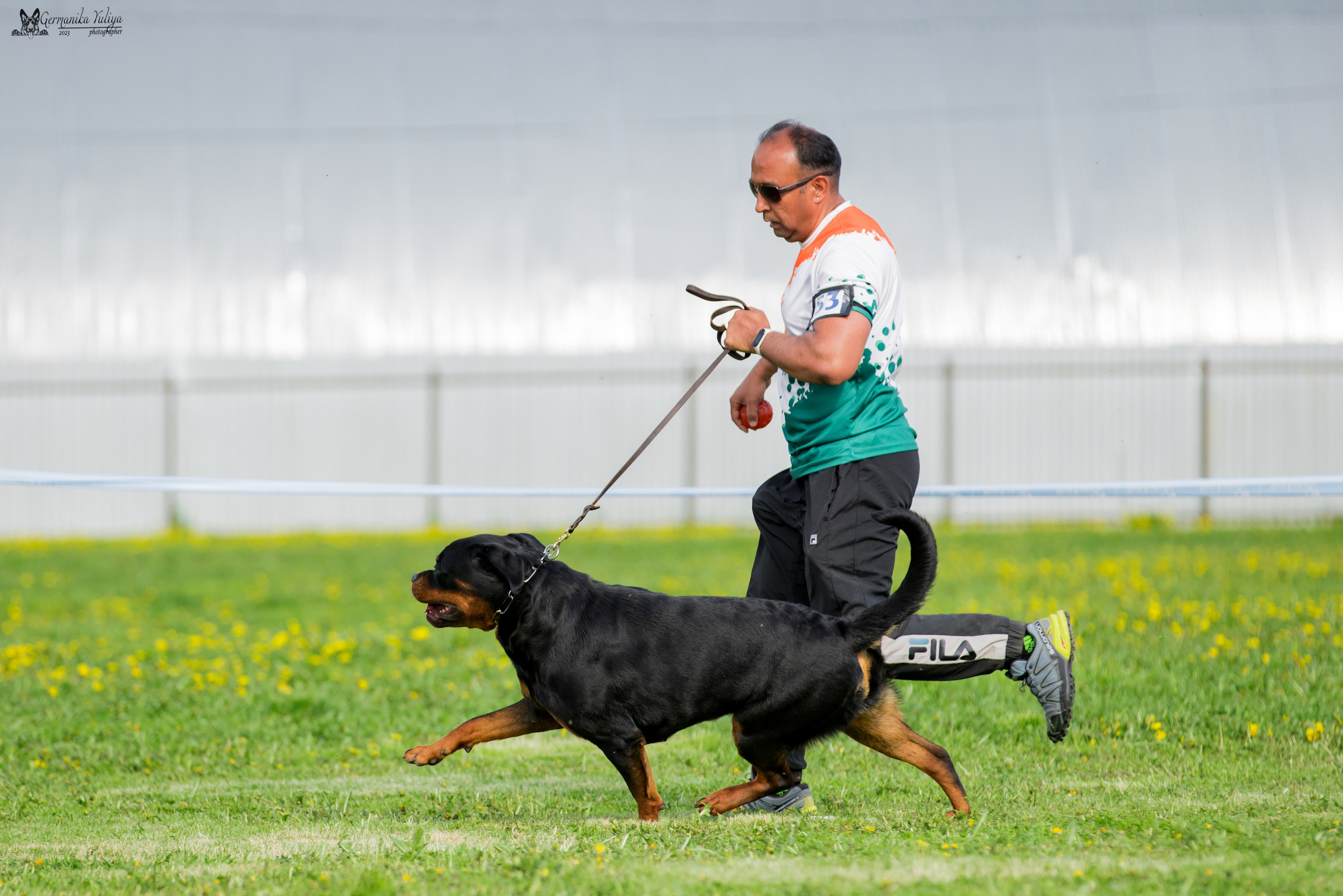 Нижний Новгород моно ротвейлеров 13.05.2023. Фотограф-анималист Юлия Германика
