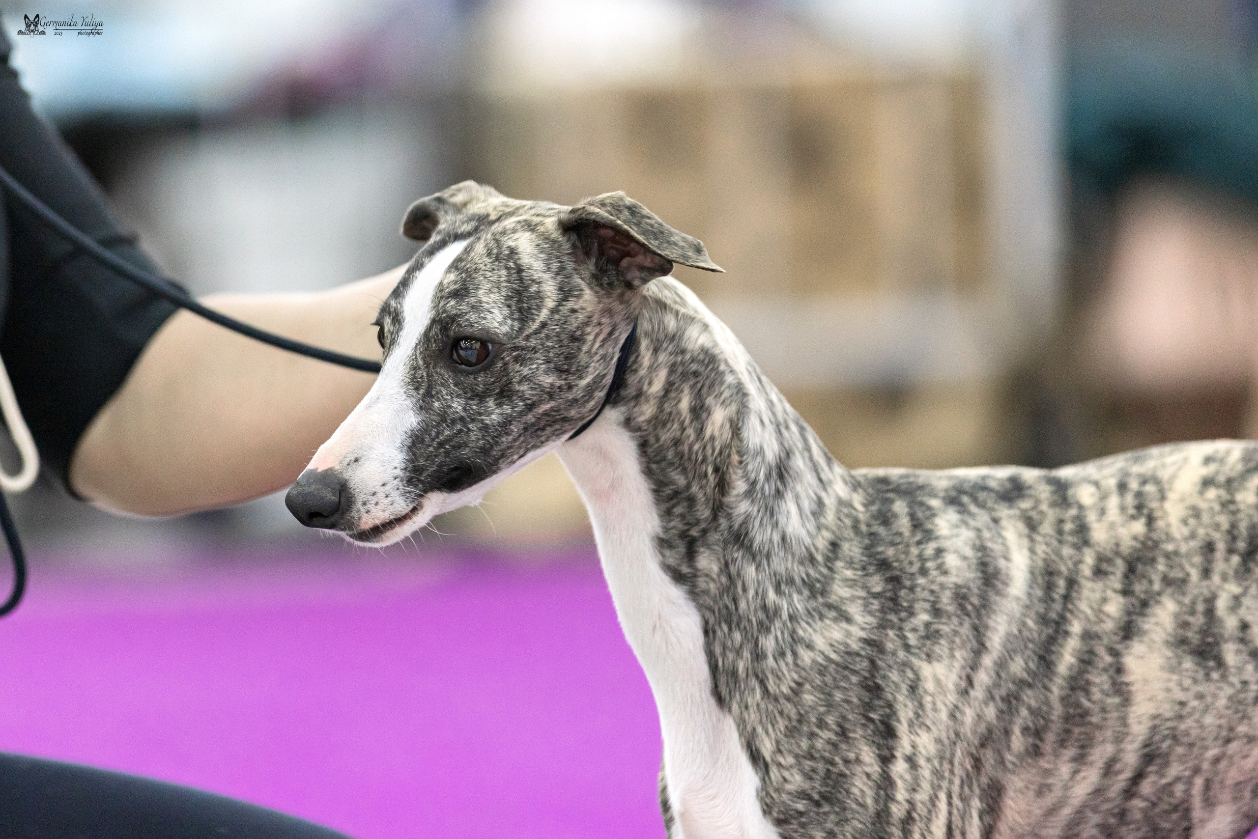 Сфера+МД 8-9.04.2023. Фотограф-анималист Юлия Германика