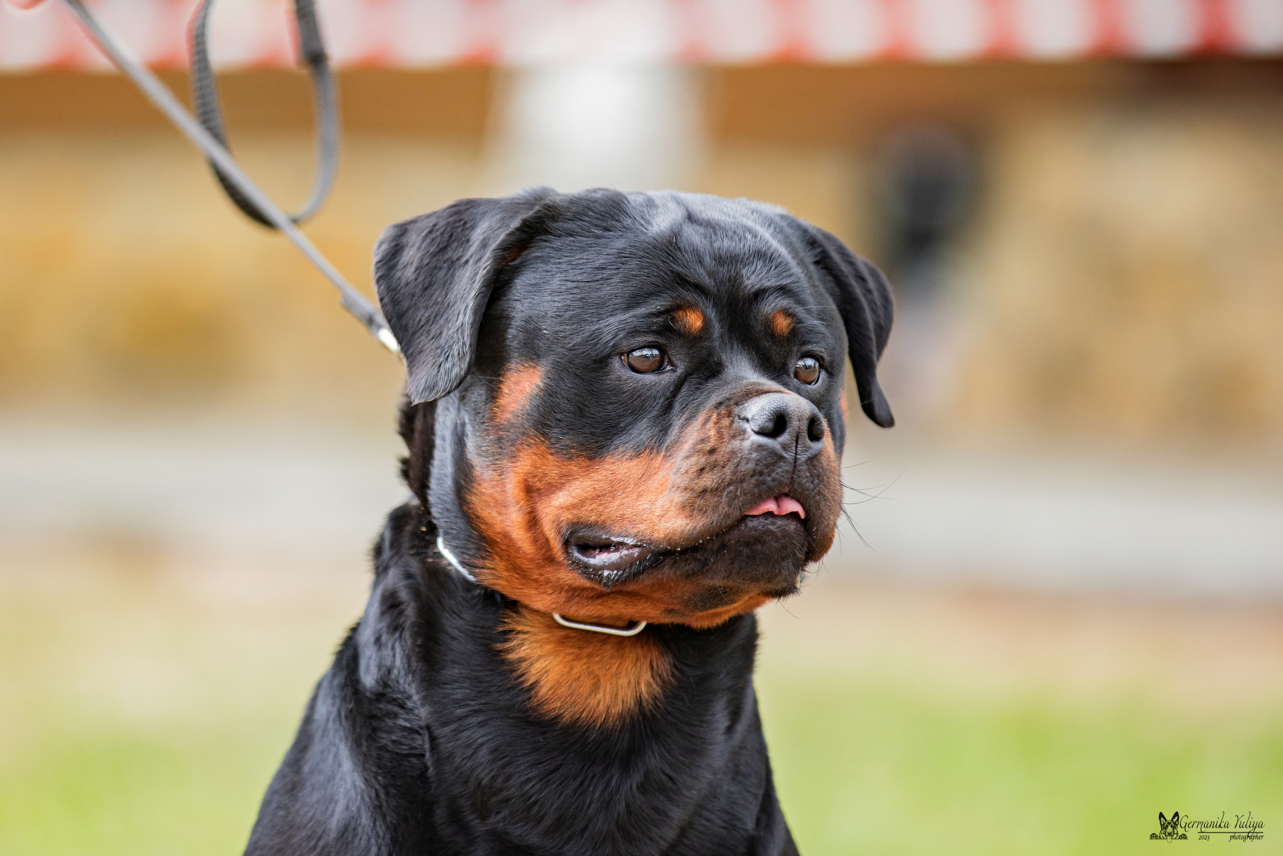 Саратов 2хмоно ротвейлеров 22-23.04.2023