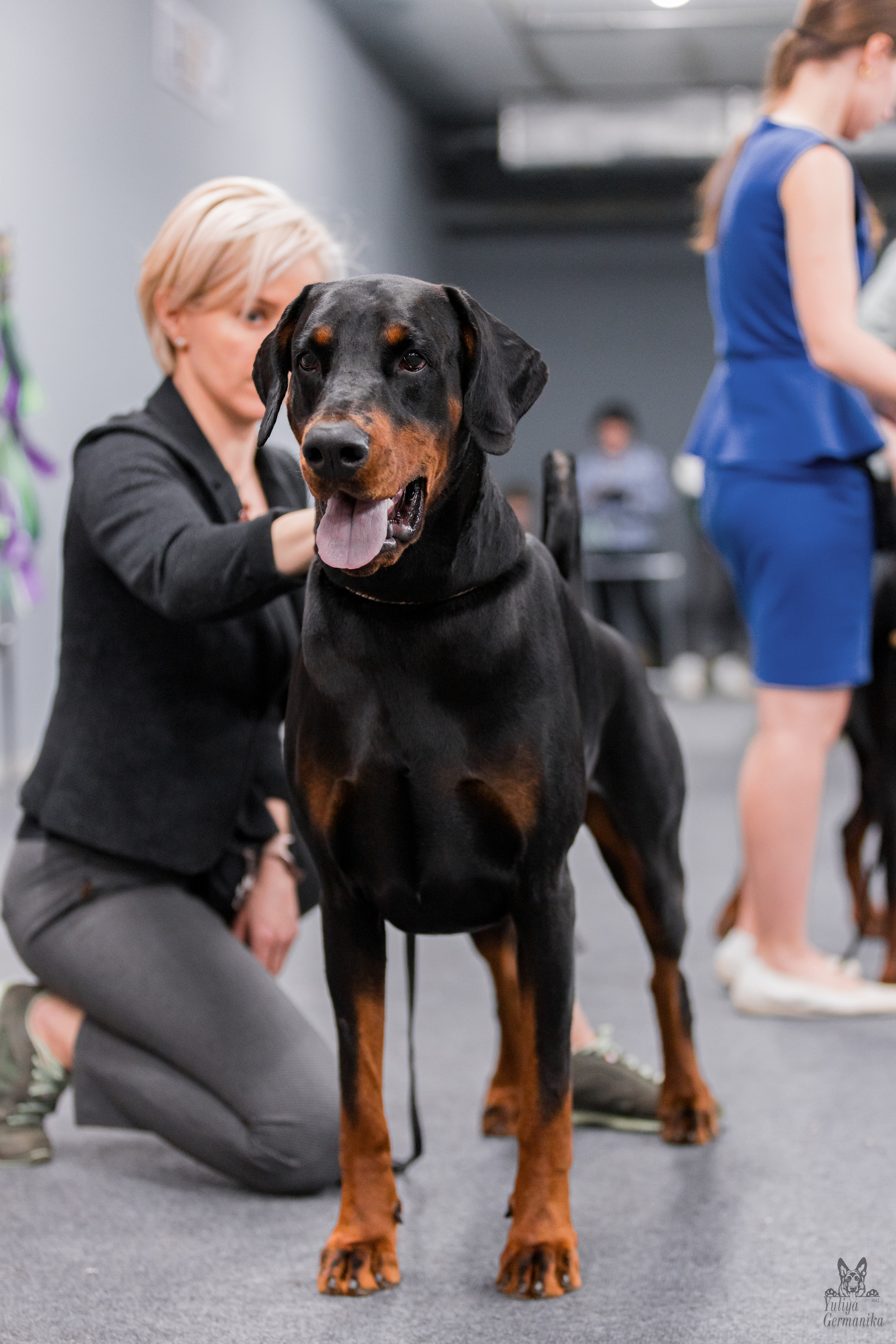 Сфера+доберманы 02.04.2023. Фотограф-анималист Юлия Германика