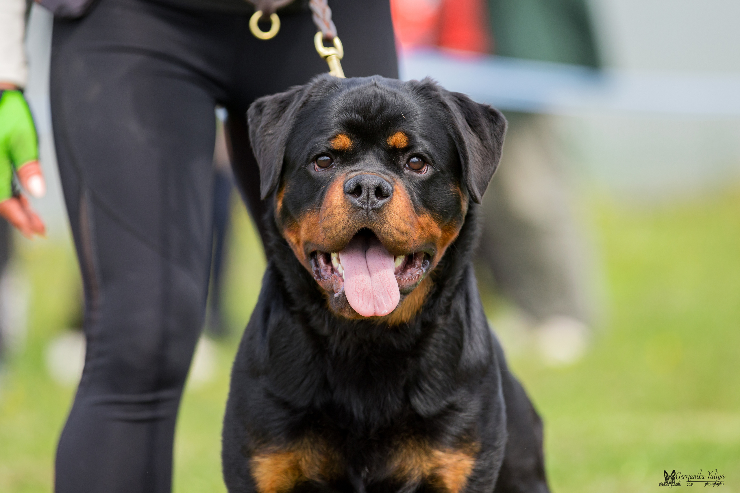 Нижний Новгород моно ротвейлеров 13.05.2023. Фотограф-анималист Юлия Германика