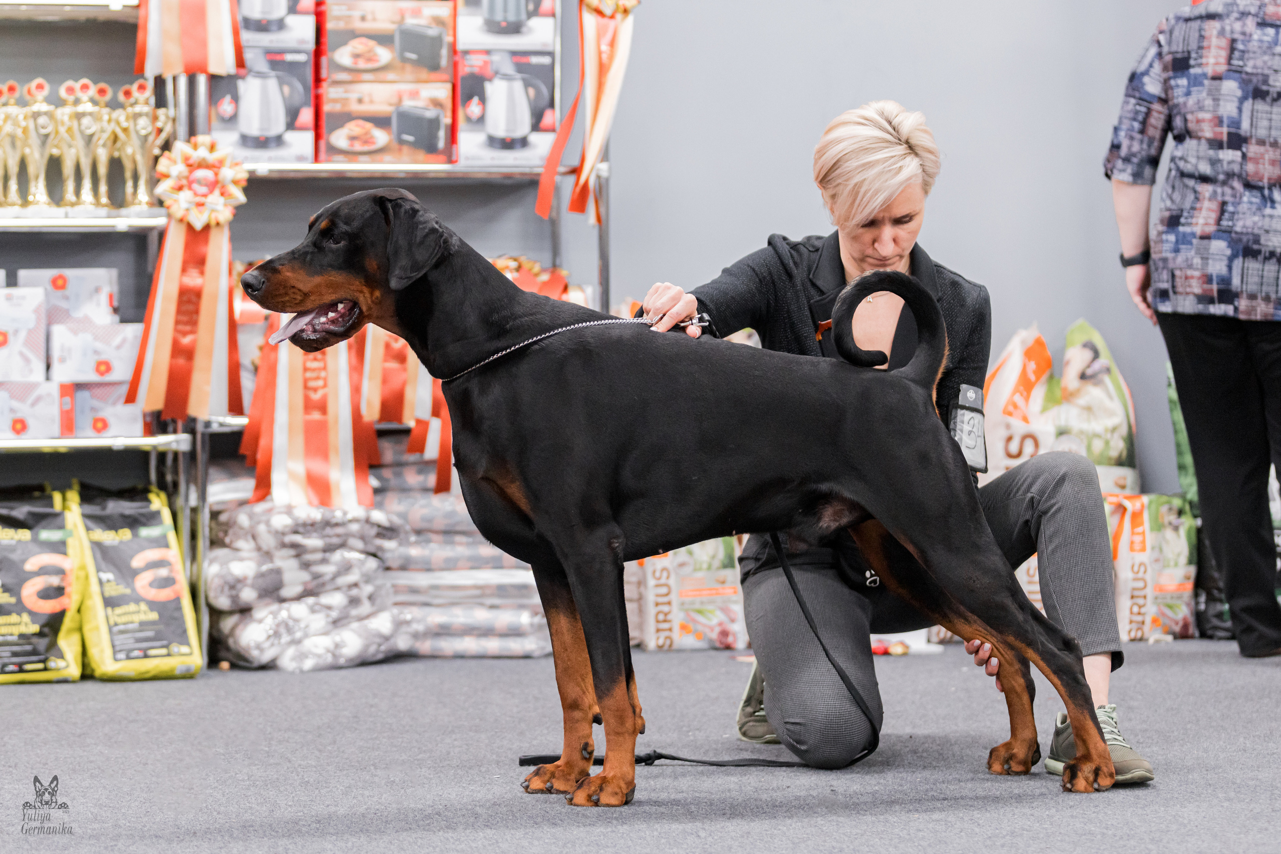 Сфера+доберманы 02.04.2023. Фотограф-анималист Юлия Германика