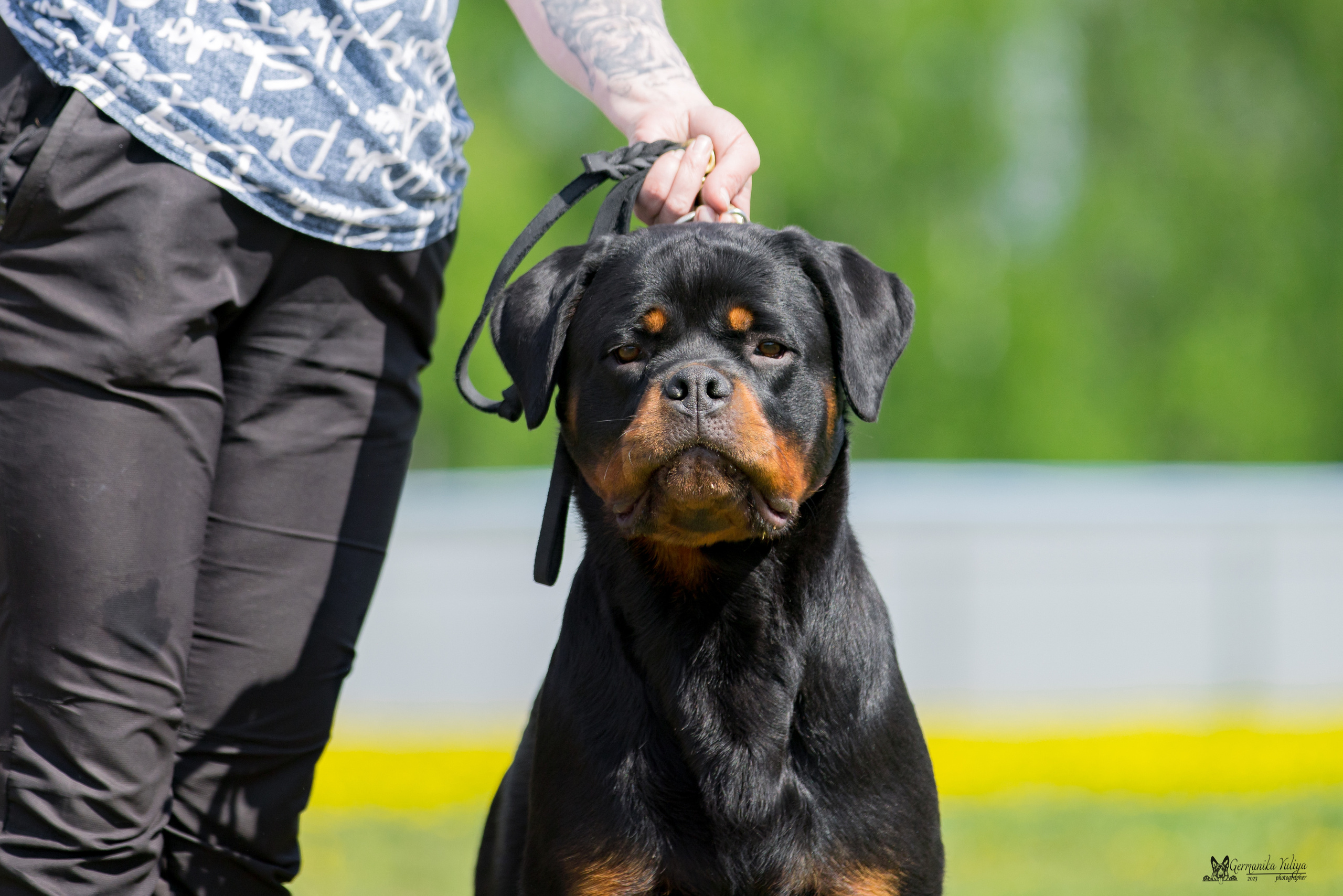 Нижний Новгород моно ротвейлеров 13.05.2023. Фотограф-анималист Юлия Германика