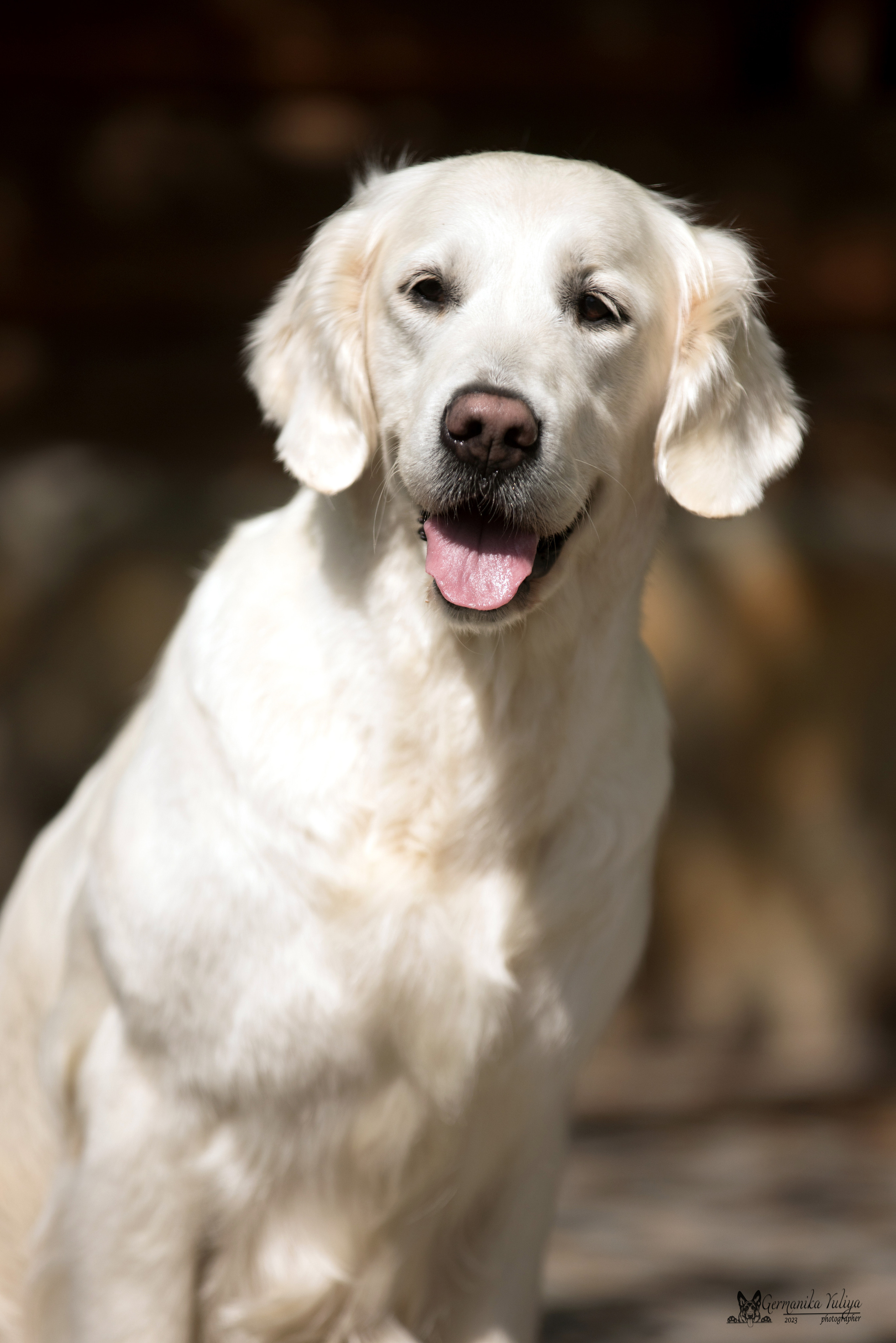 Голдены Саратов 24.04.2023. Фотограф-анималист Юлия Германика