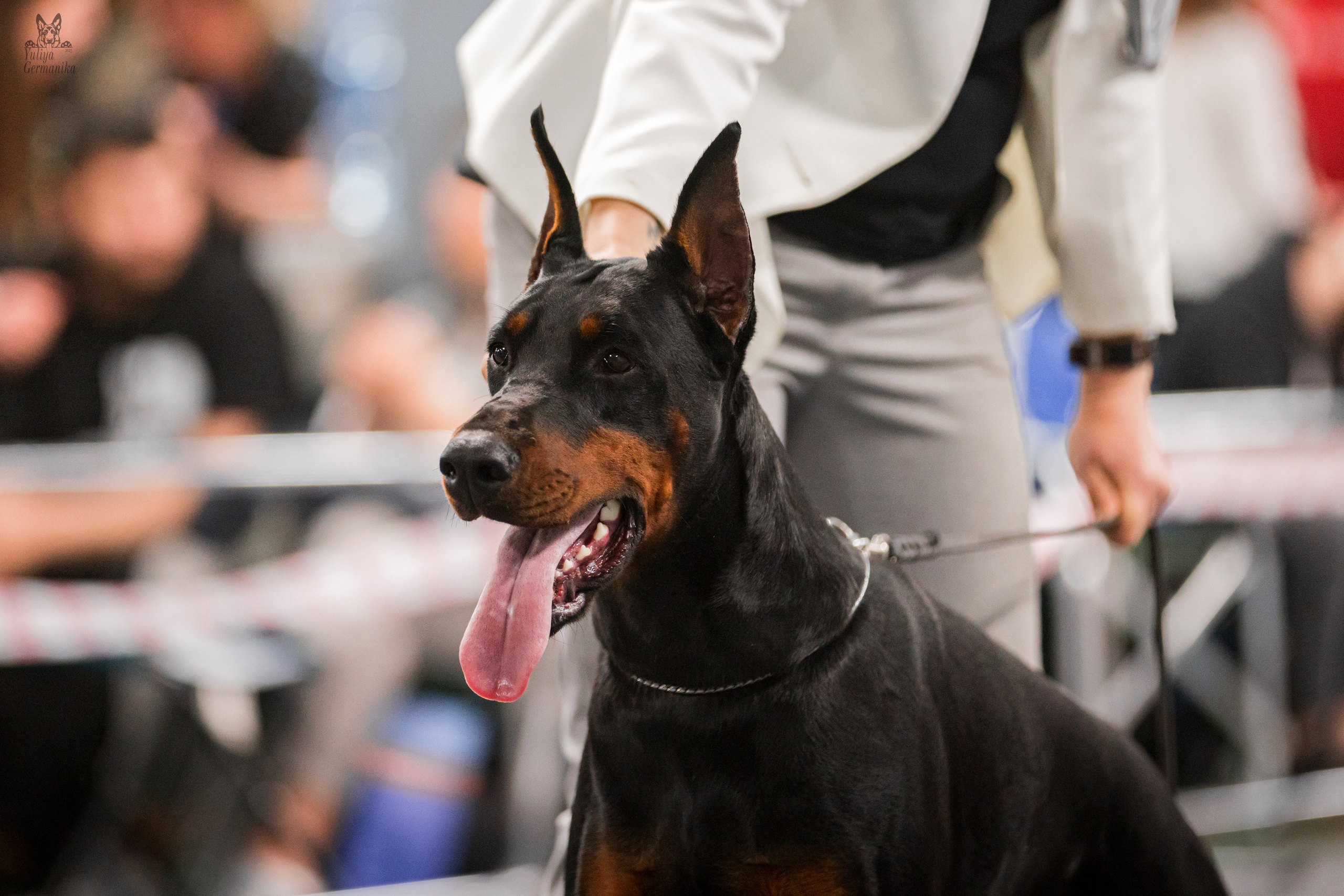 Сфера+доберманы 02.04.2023