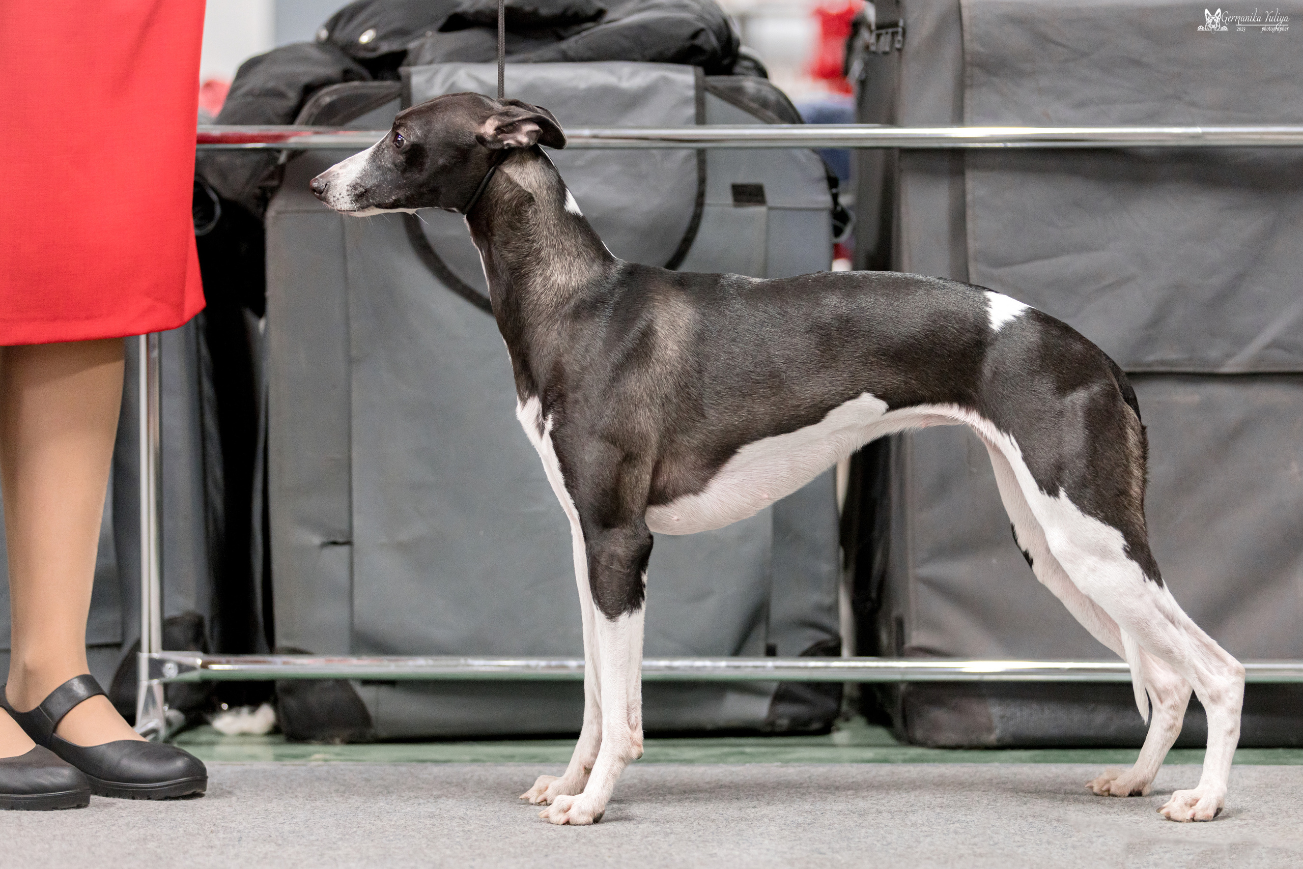 Сфера+МД 8-9.04.2023. Фотограф-анималист Юлия Германика