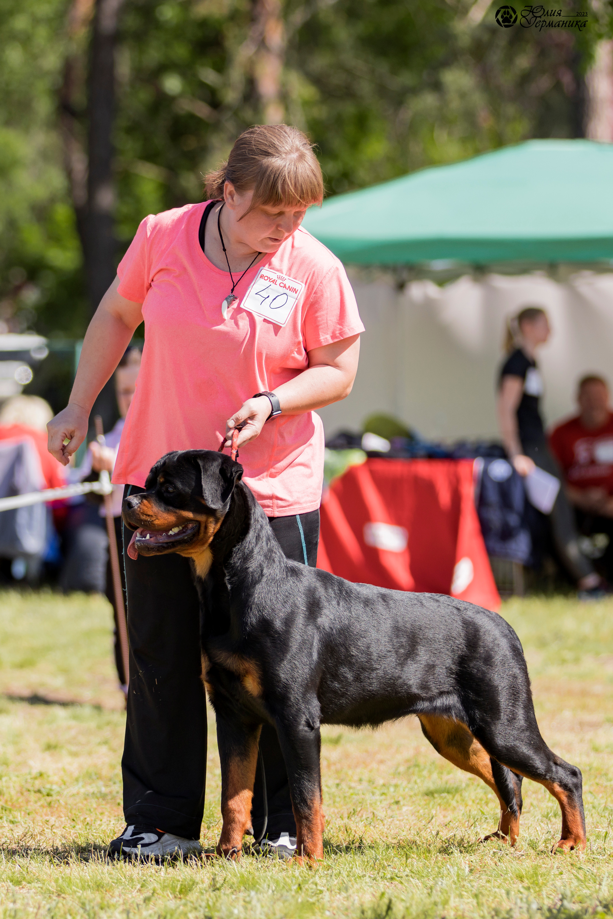 Воронеж 2хмоно ротвейлеров 3-4.06.2023. Фотограф-анималист Юлия Германика