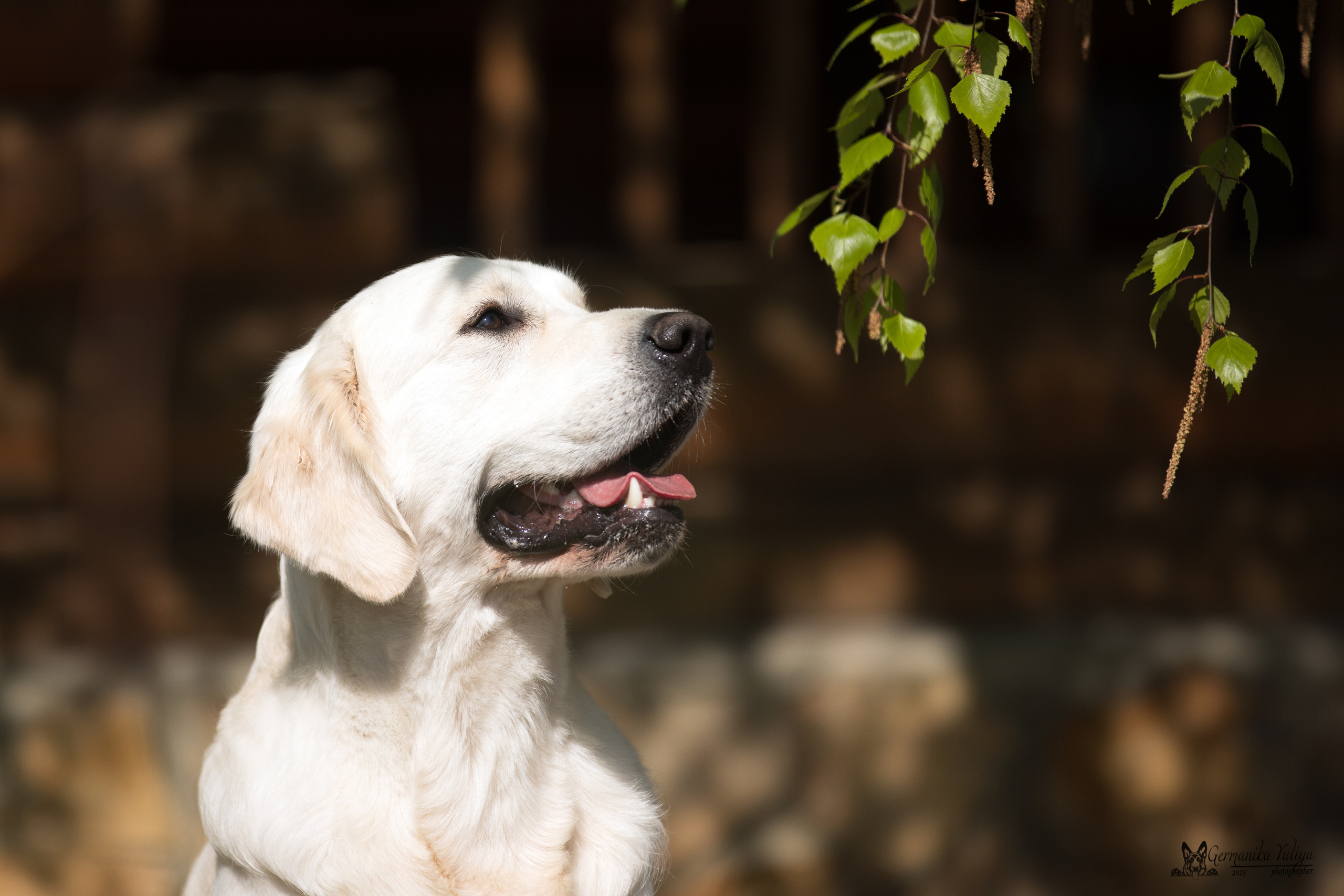 Голдены Саратов 24.04.2023. Фотограф-анималист Юлия Германика