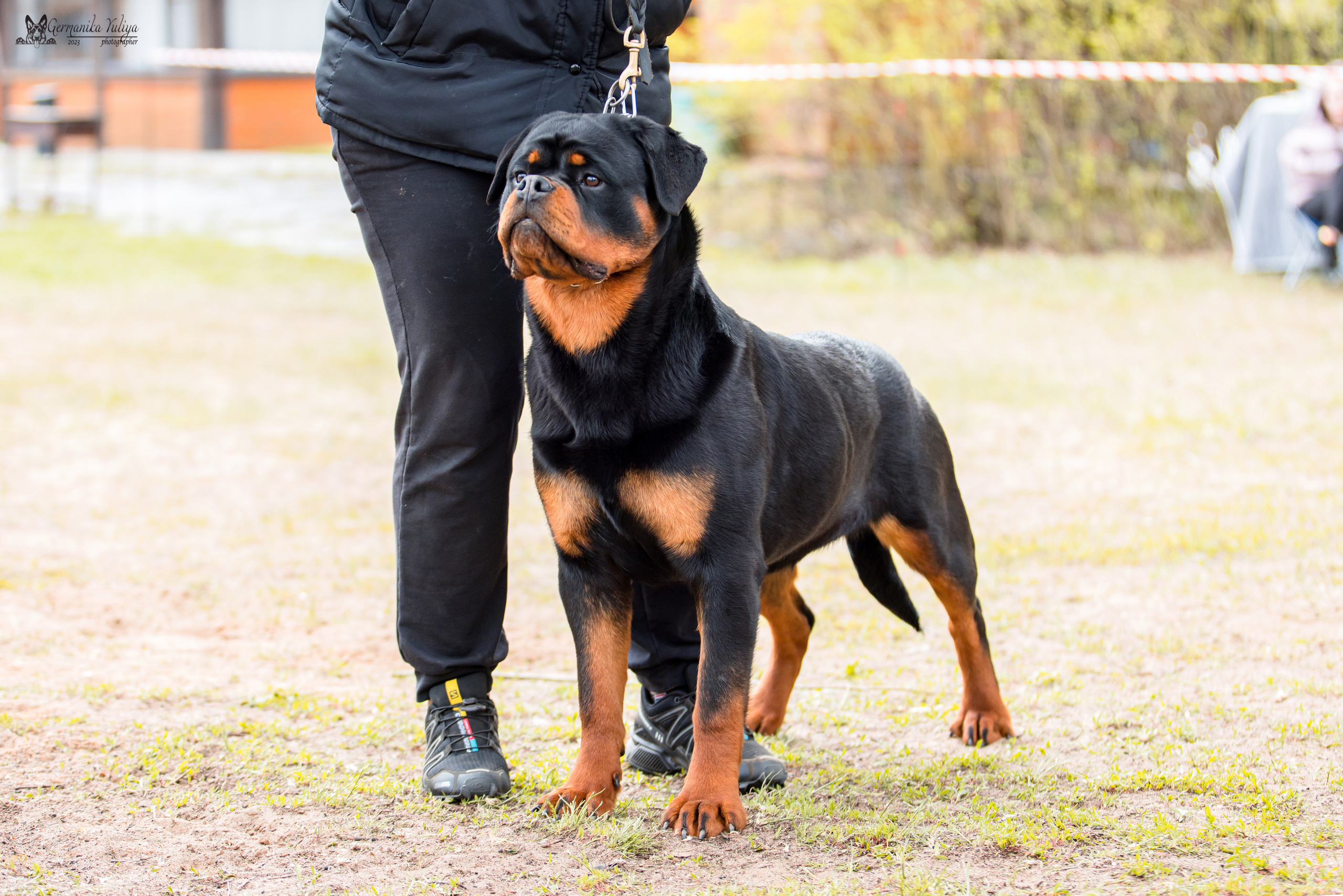 Саратов 2хмоно ротвейлеров 22-23.04.2023. Фотограф-анималист Юлия Германика