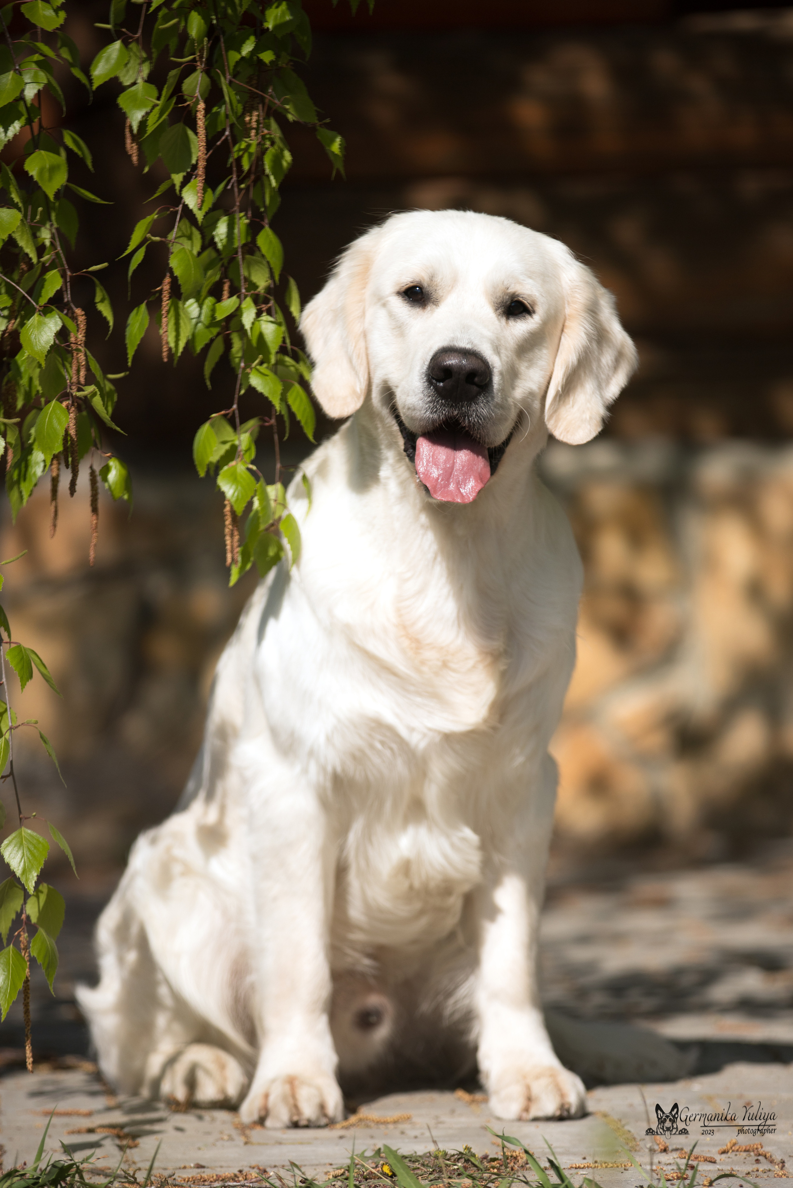 Голдены Саратов 24.04.2023. Фотограф-анималист Юлия Германика