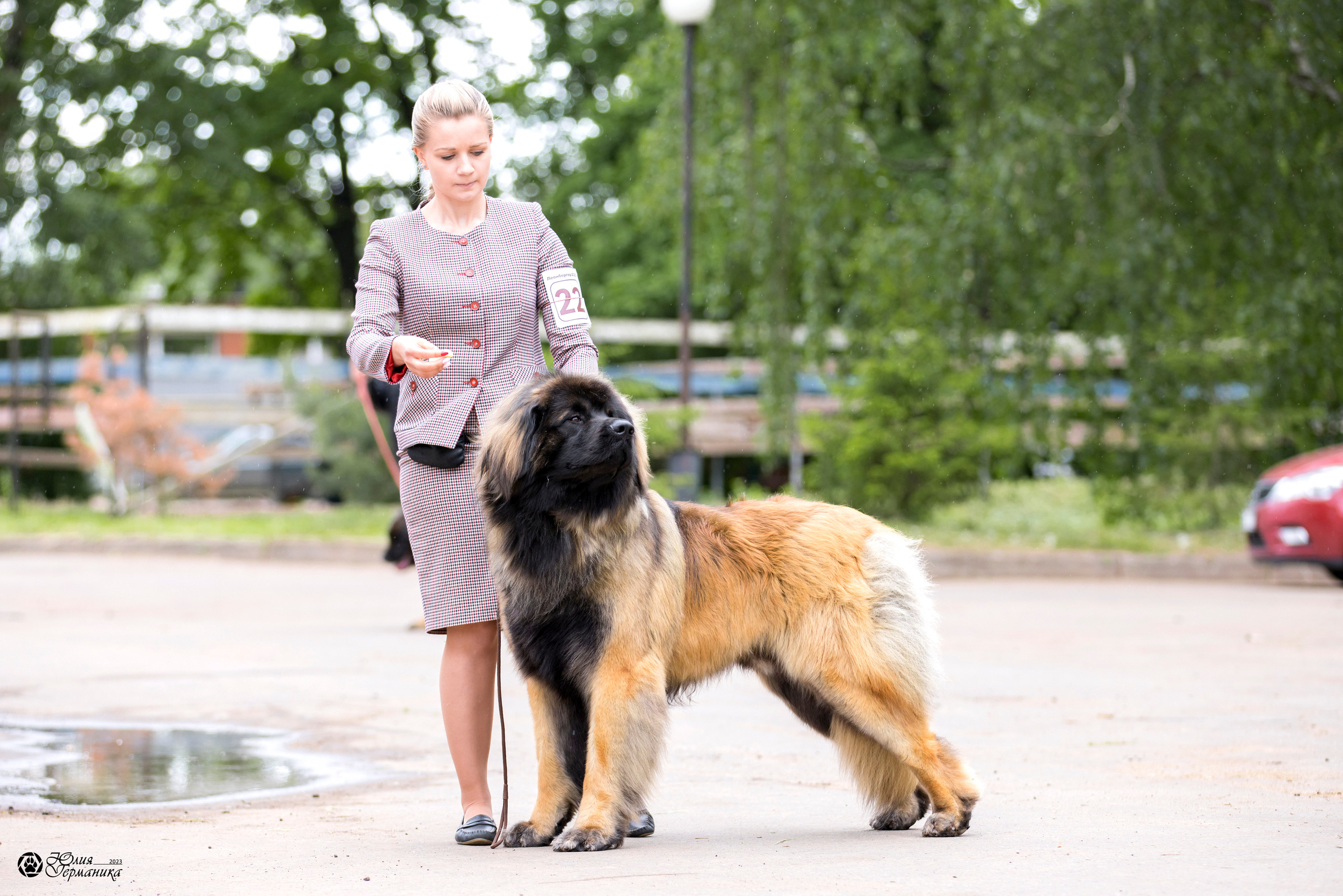 Националка Леонбергеров 28.05.2023. Фотограф-анималист Юлия Германика