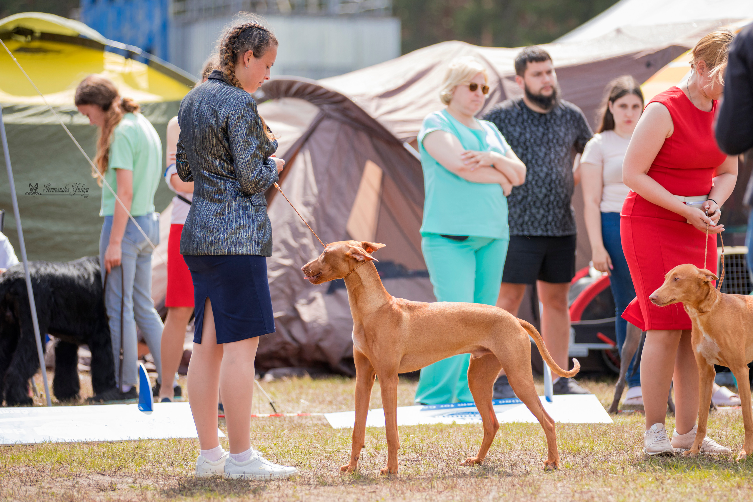 Владимир 1-2.07.2023. Фотограф-анималист Юлия Германика