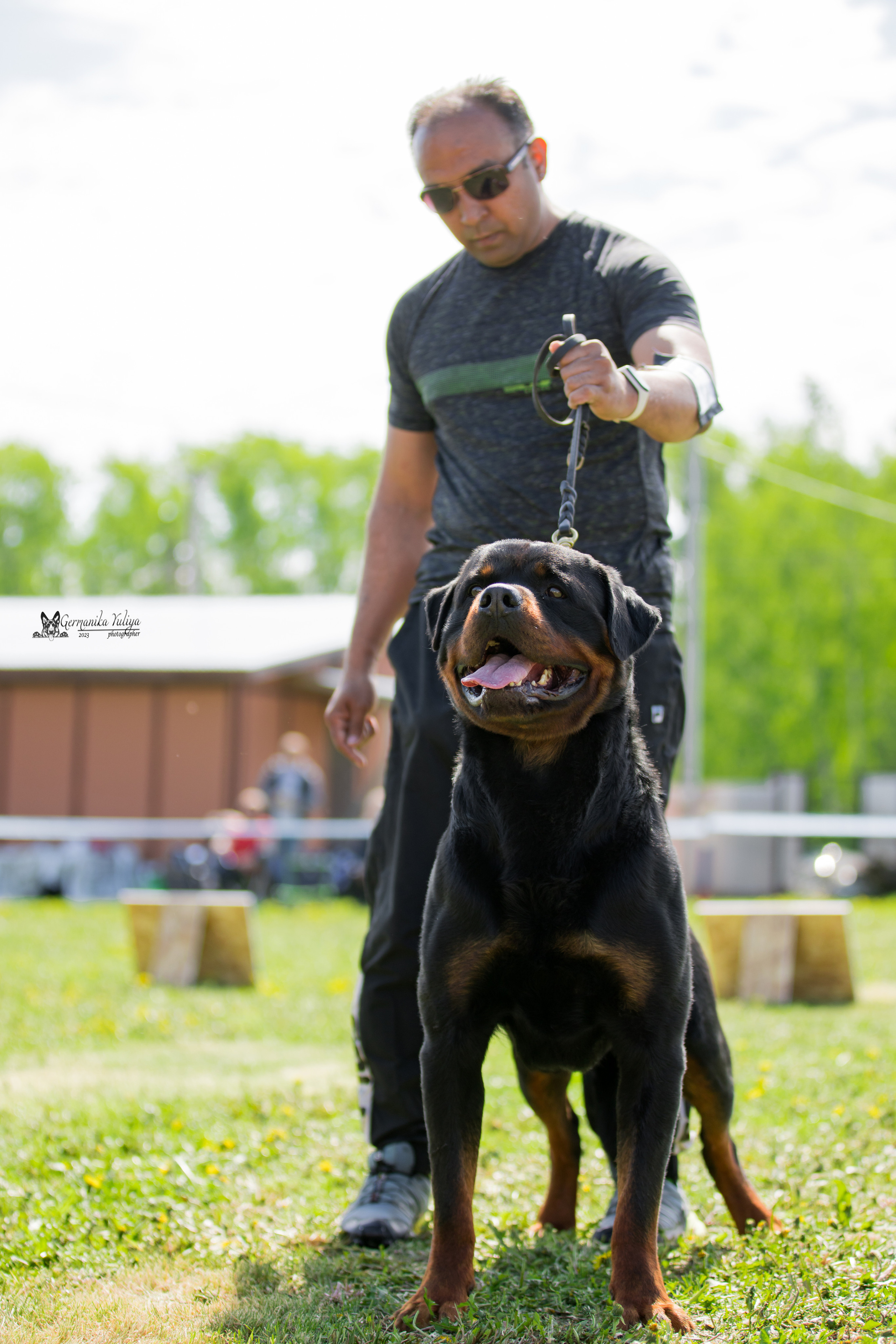 Нижний Новгород моно ротвейлеров 13.05.2023. Фотограф-анималист Юлия Германика