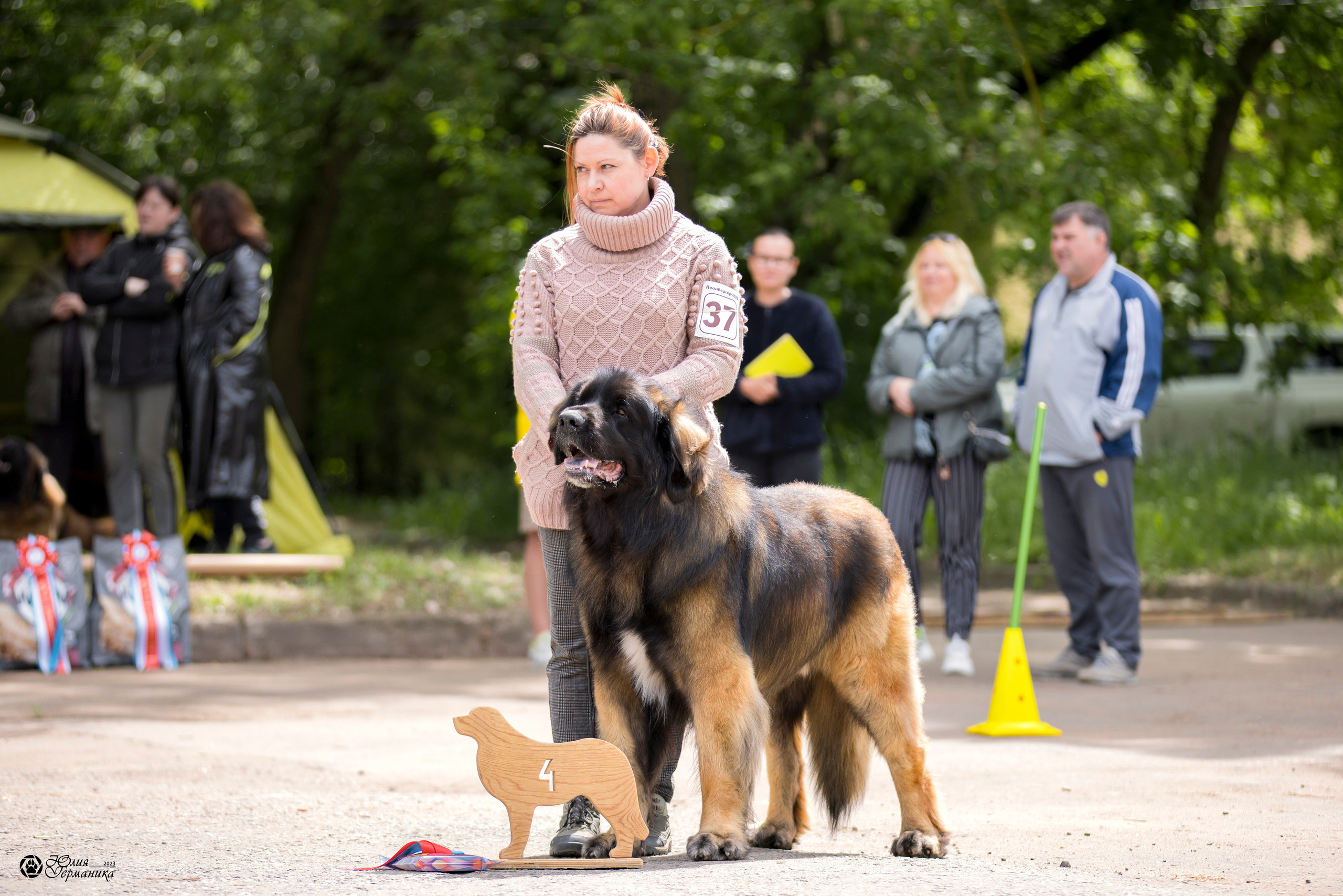 Националка Леонбергеров 28.05.2023. Фотограф-анималист Юлия Германика