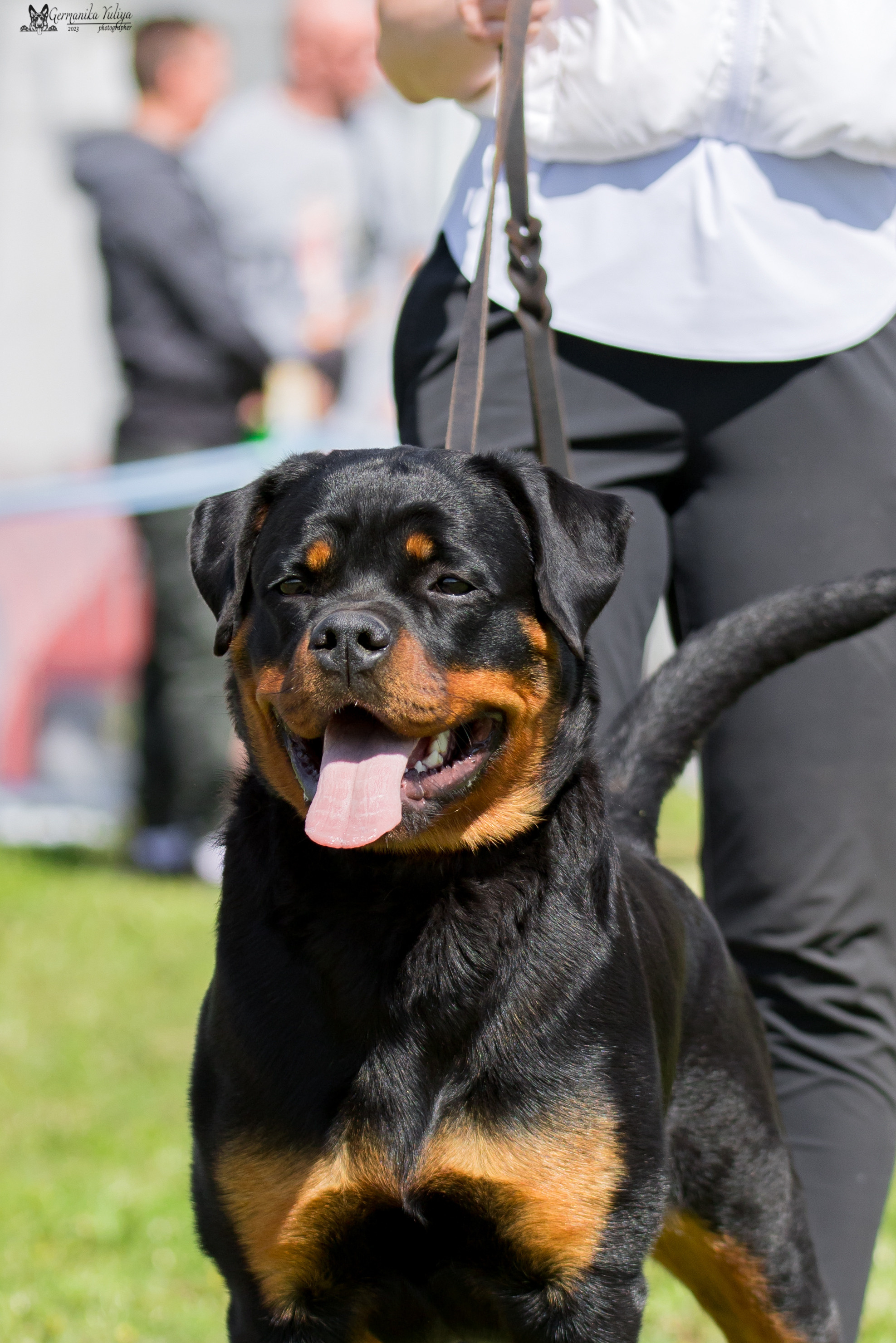 Нижний Новгород моно ротвейлеров 13.05.2023. Фотограф-анималист Юлия Германика