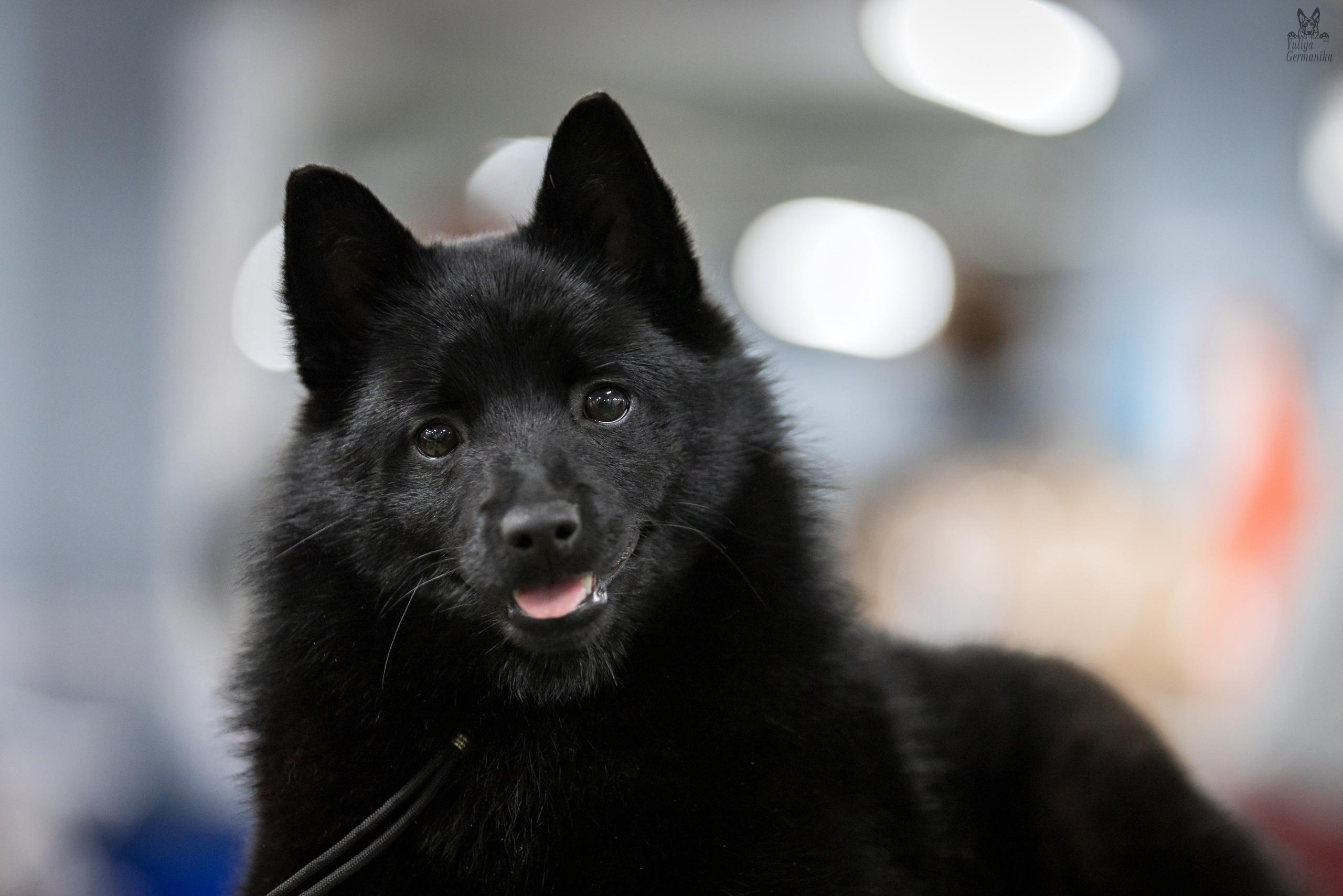 Сфера 25-26.03.2023. Фотограф-анималист Юлия Германика