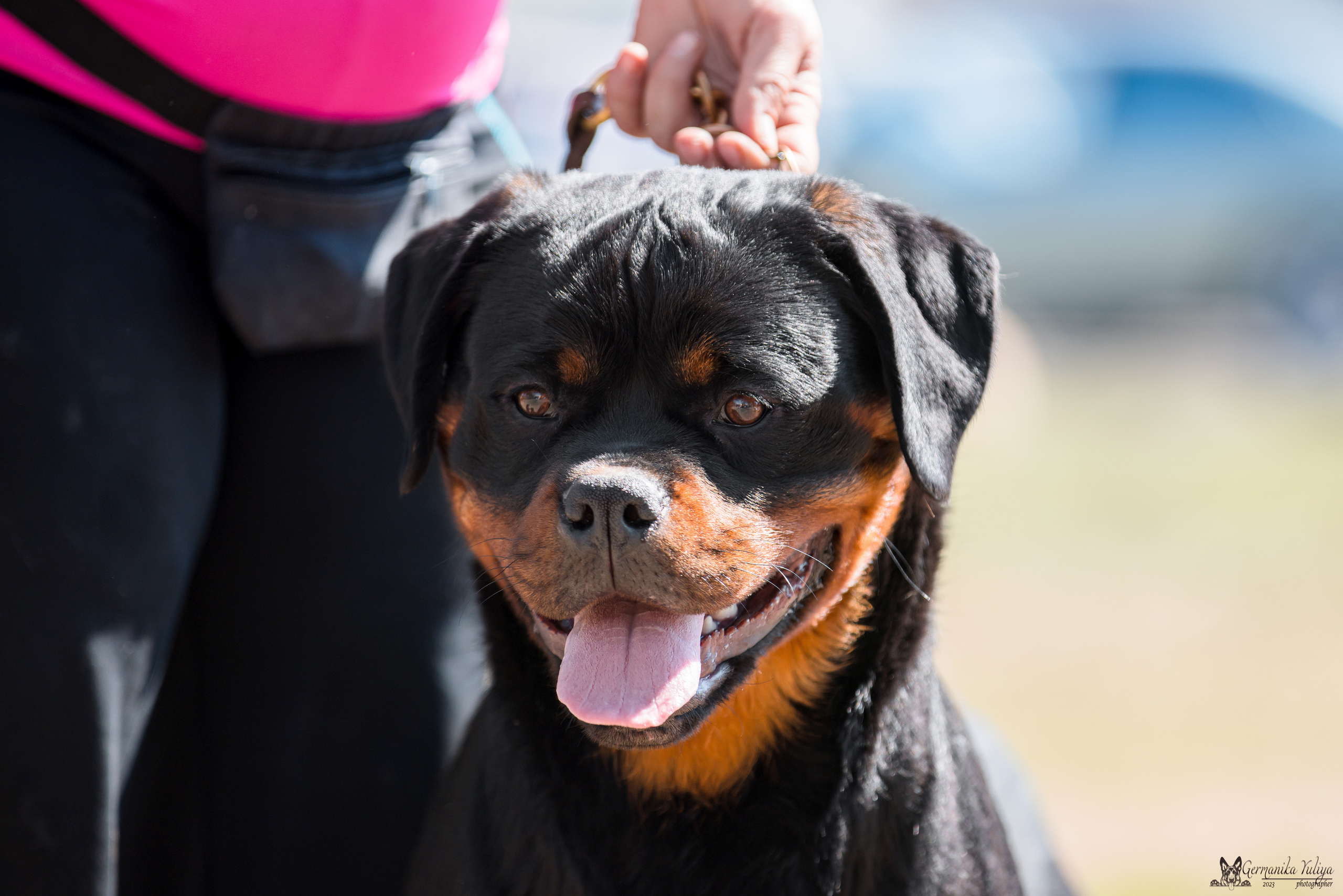 Саратов 2хмоно ротвейлеров 22-23.04.2023. Фотограф-анималист Юлия Германика