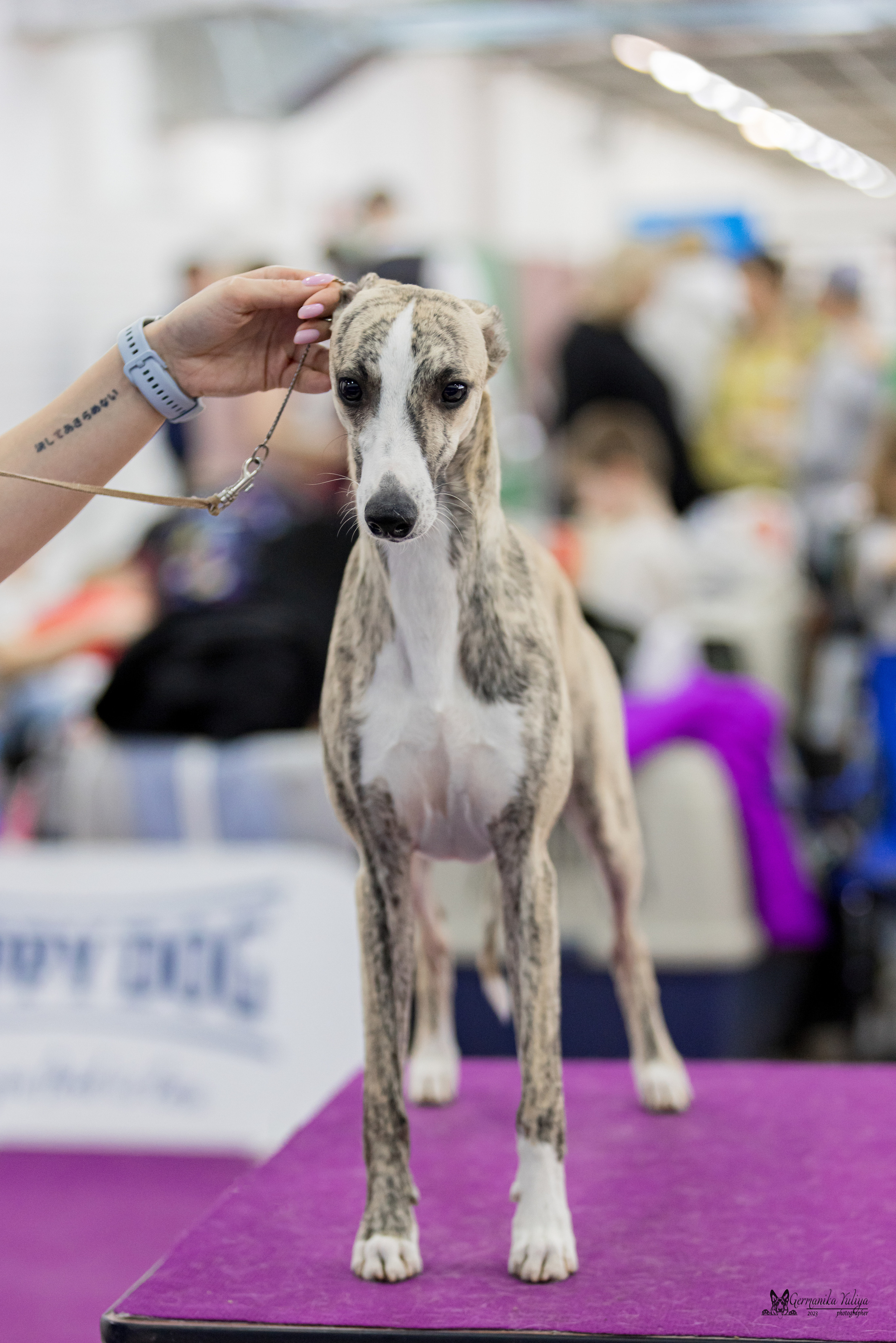 Сфера+МД 8-9.04.2023. Фотограф-анималист Юлия Германика